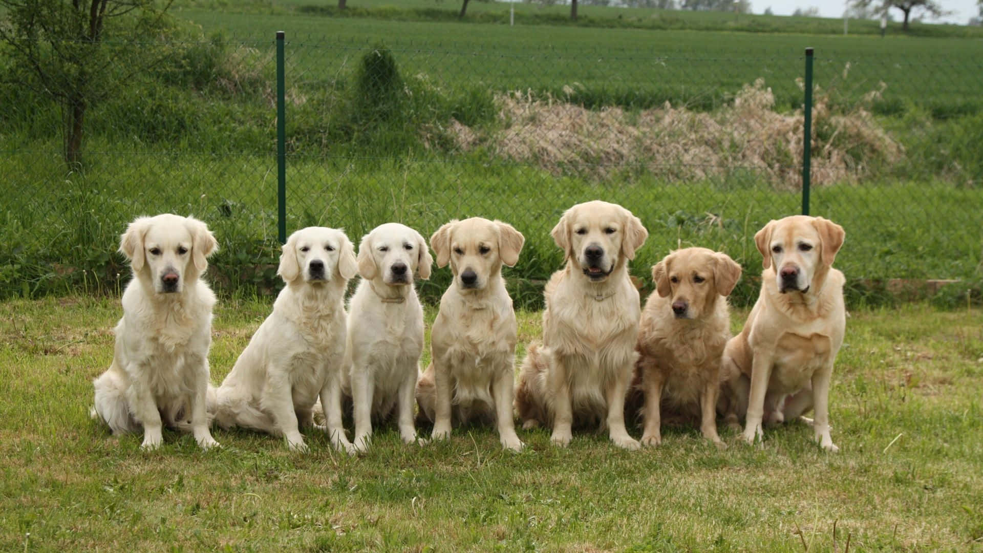 Dogs 桌布 壁紙 — 六隻黃金獵犬在陰天下一字排開，平靜地坐在草地上，背景有綠色籬笆樁和遠處的樹木。