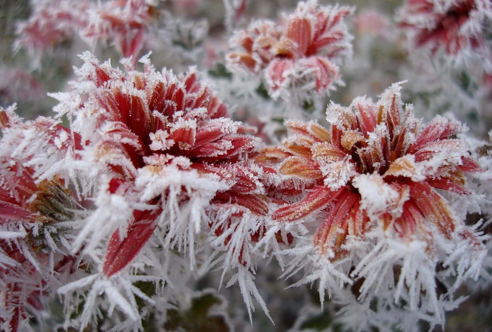 Winter Flowers 桌布 壁紙 — 冬季中，結霜的紅色花朵特寫，花瓣上附有精緻的冰晶。