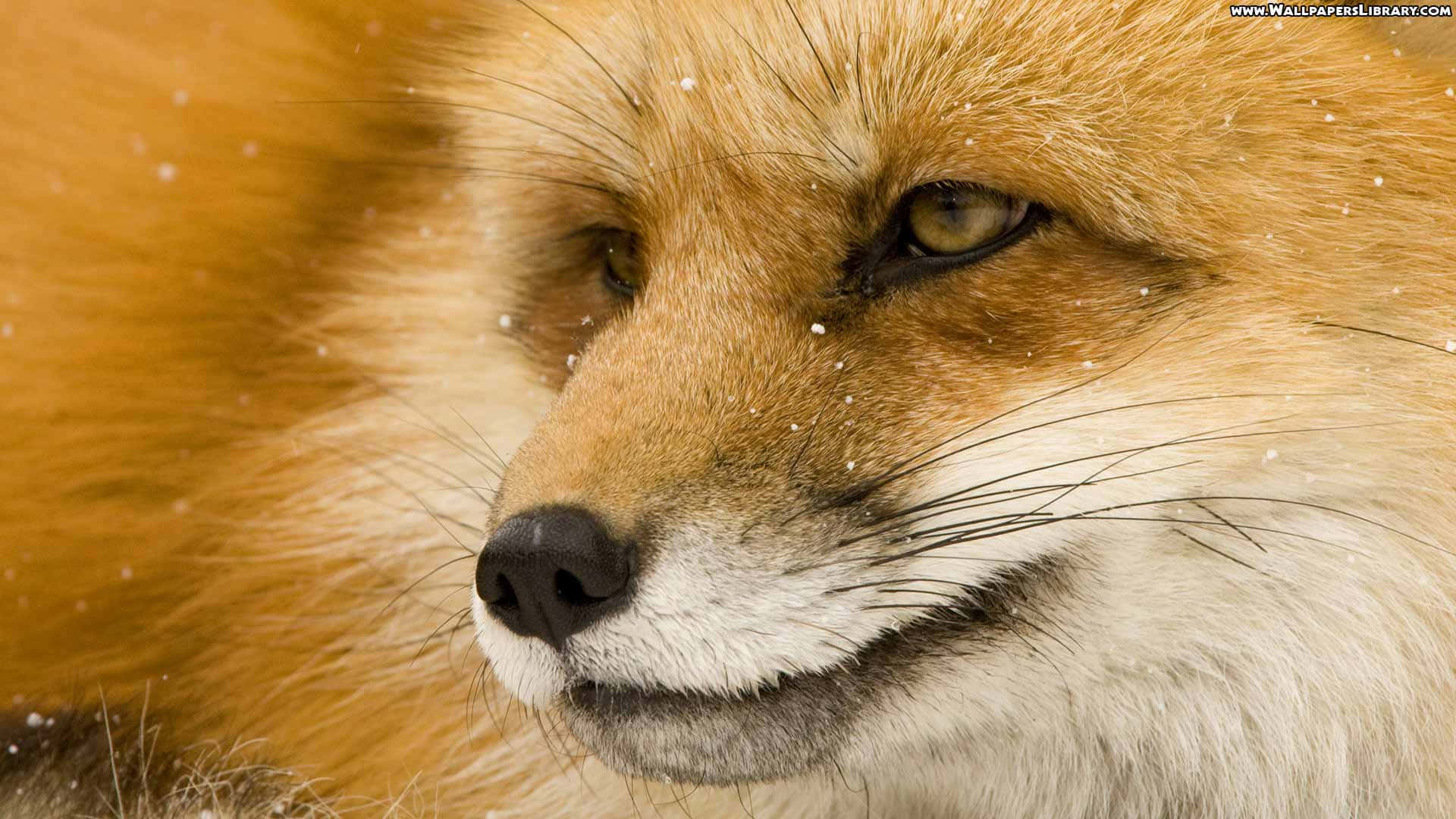 Cool Fox 桌布 壁紙 — 冬季場景中，一隻赤狐平靜面部的特寫，雪花輕輕飄落在其皮毛周圍。