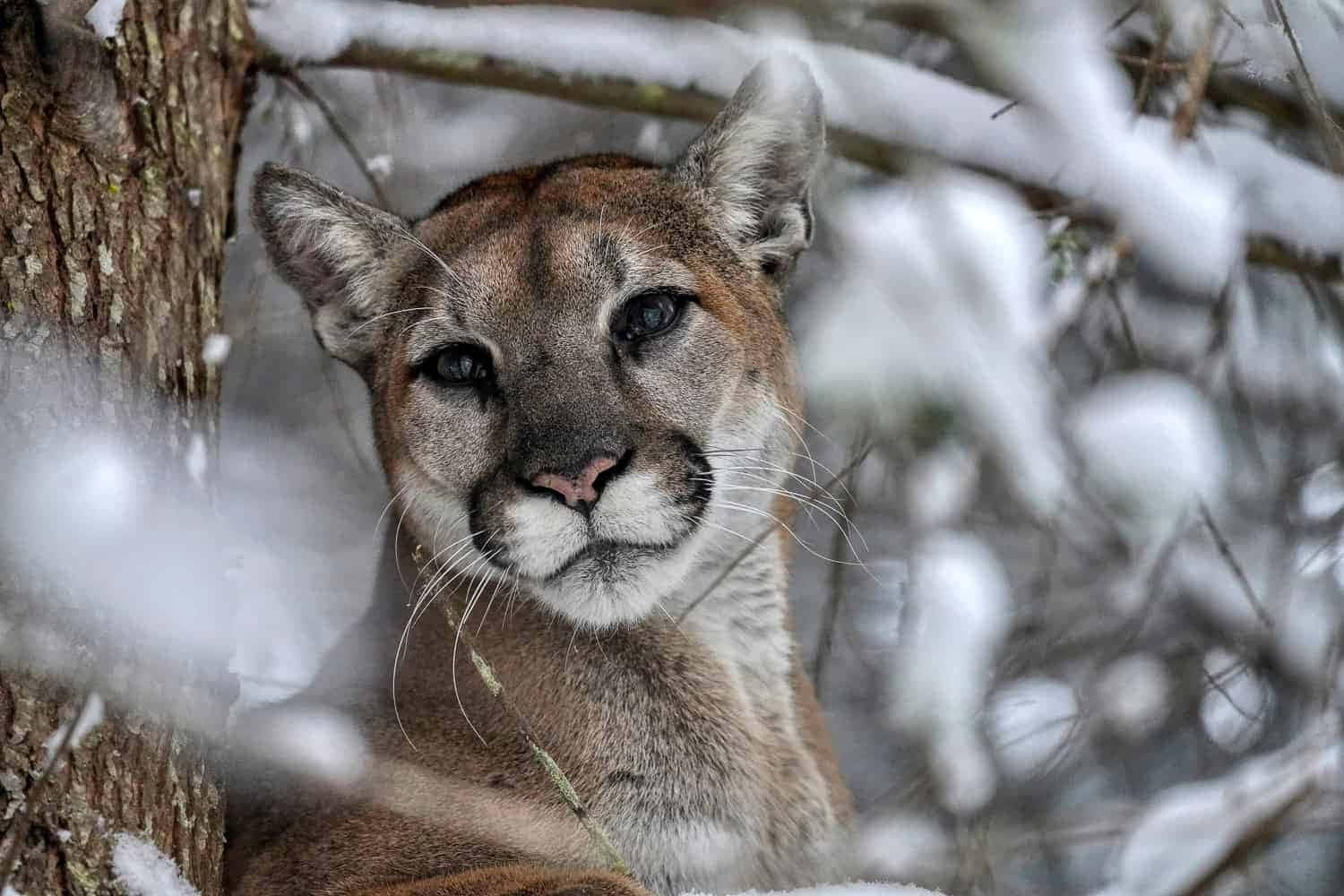 動物 桌布 壁紙 — 冬季森林中，一隻美洲獅透過沾滿雪花的樹枝凝視的特寫，眼神銳利。