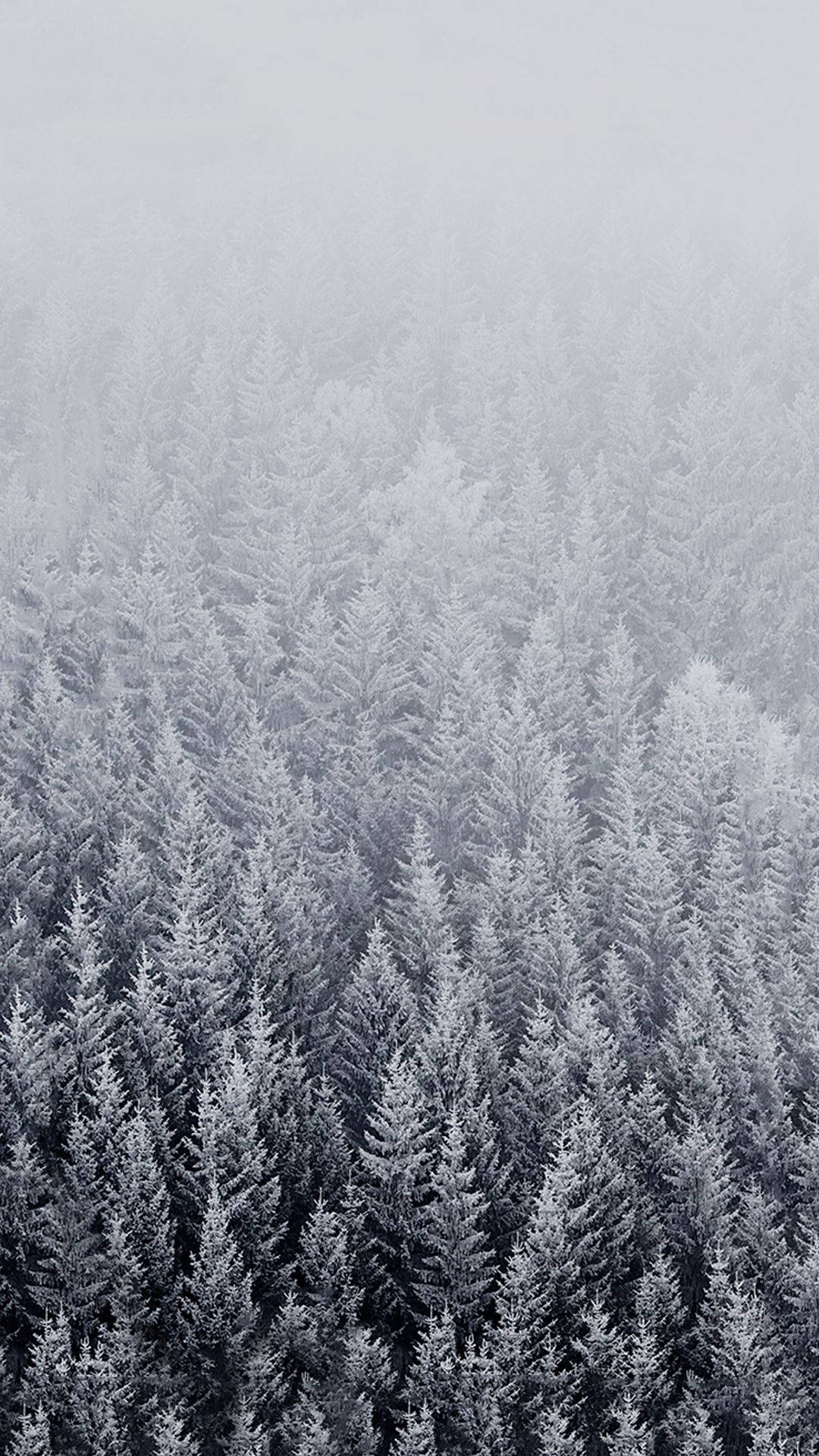 冬季 iPhone 壁紙 桌布 壁紙 — 冬季森林中，白雪覆蓋的松樹在迷濛灰色霧氣中逐漸消失的鳥瞰圖。