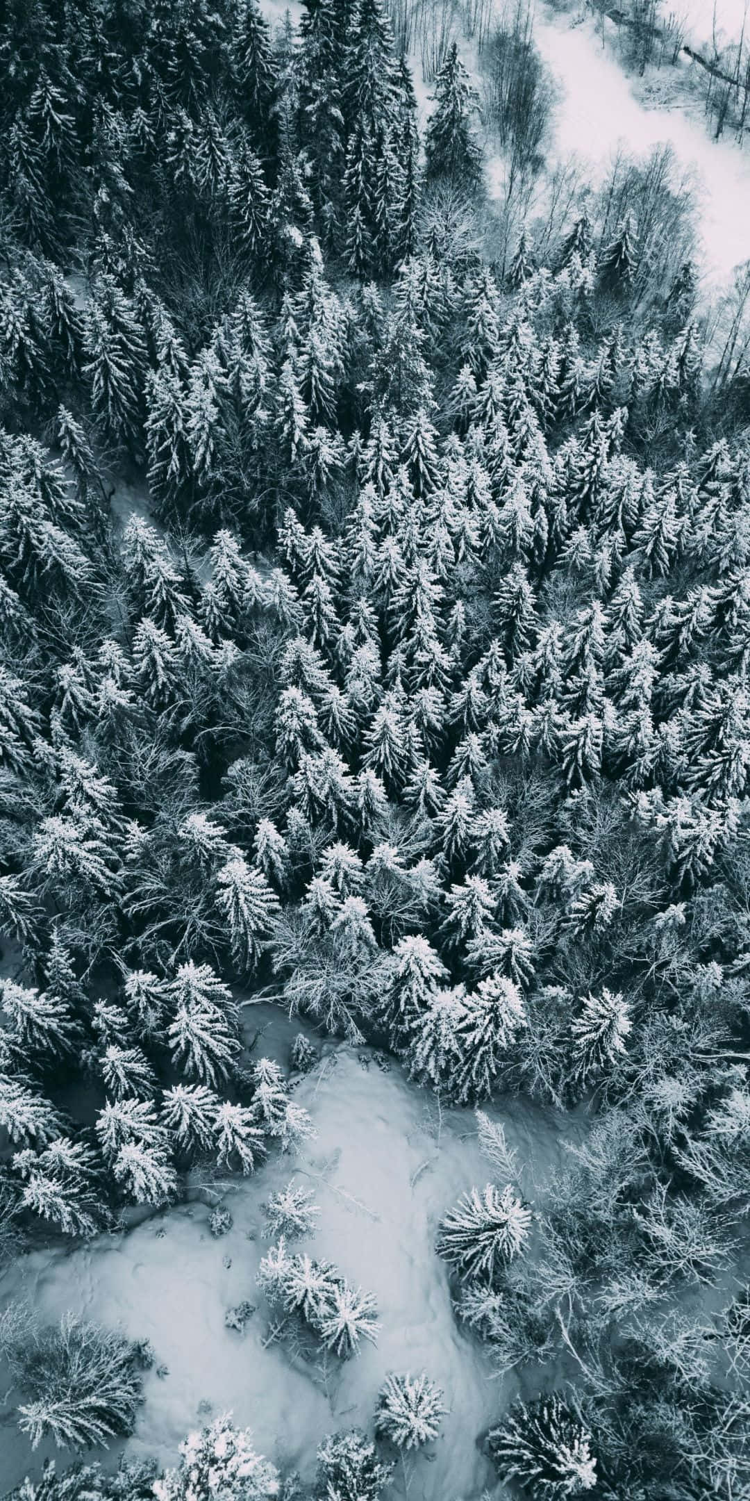 Pine Tree 桌布 壁紙 — 冬季森林中，白雪覆蓋的松樹蜿蜒穿過結冰河流的鳥瞰圖。
