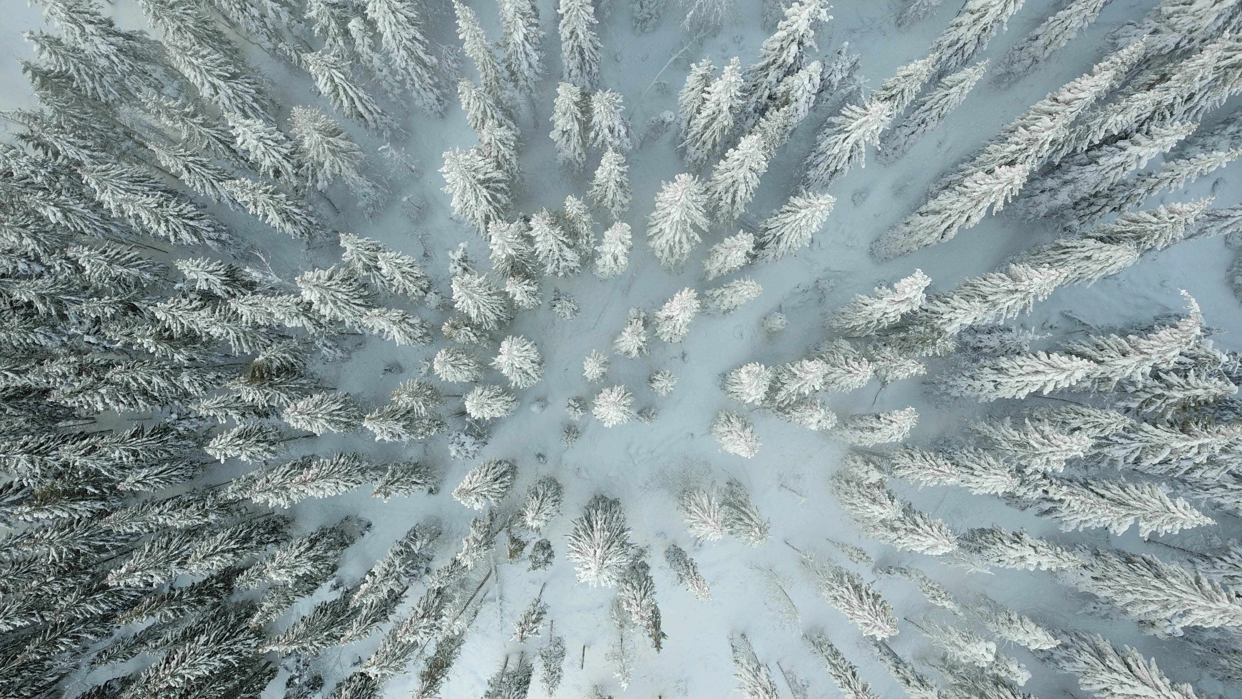 Ukraine 桌布 壁紙 — 冬季森林中，積雪覆蓋的松樹從中央空地向外輻射的鳥瞰圖。