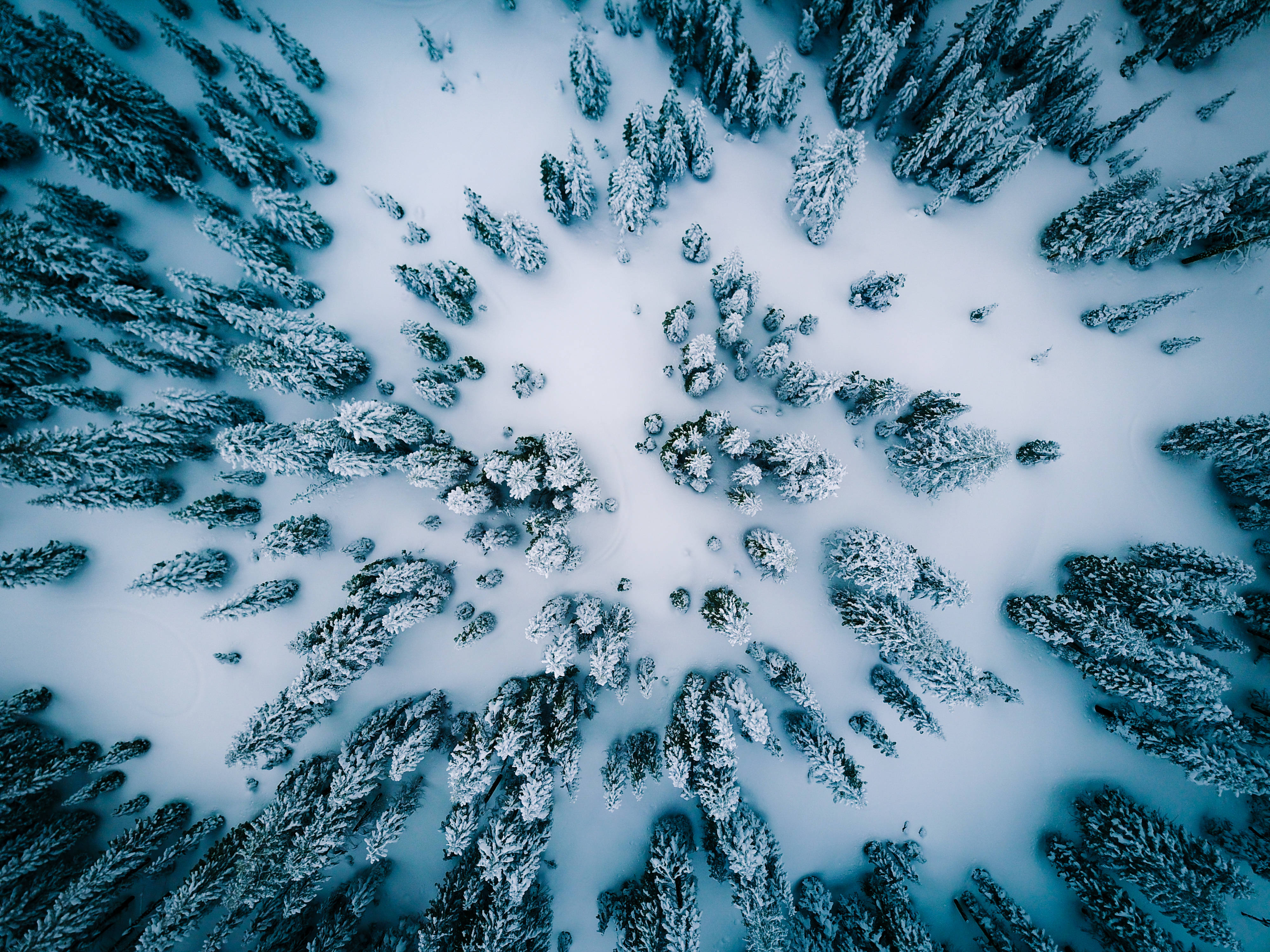 Winter 桌布 壁紙 — 冬季森林中，被雪覆蓋的松樹從中央空地向外輻射的鳥瞰圖。