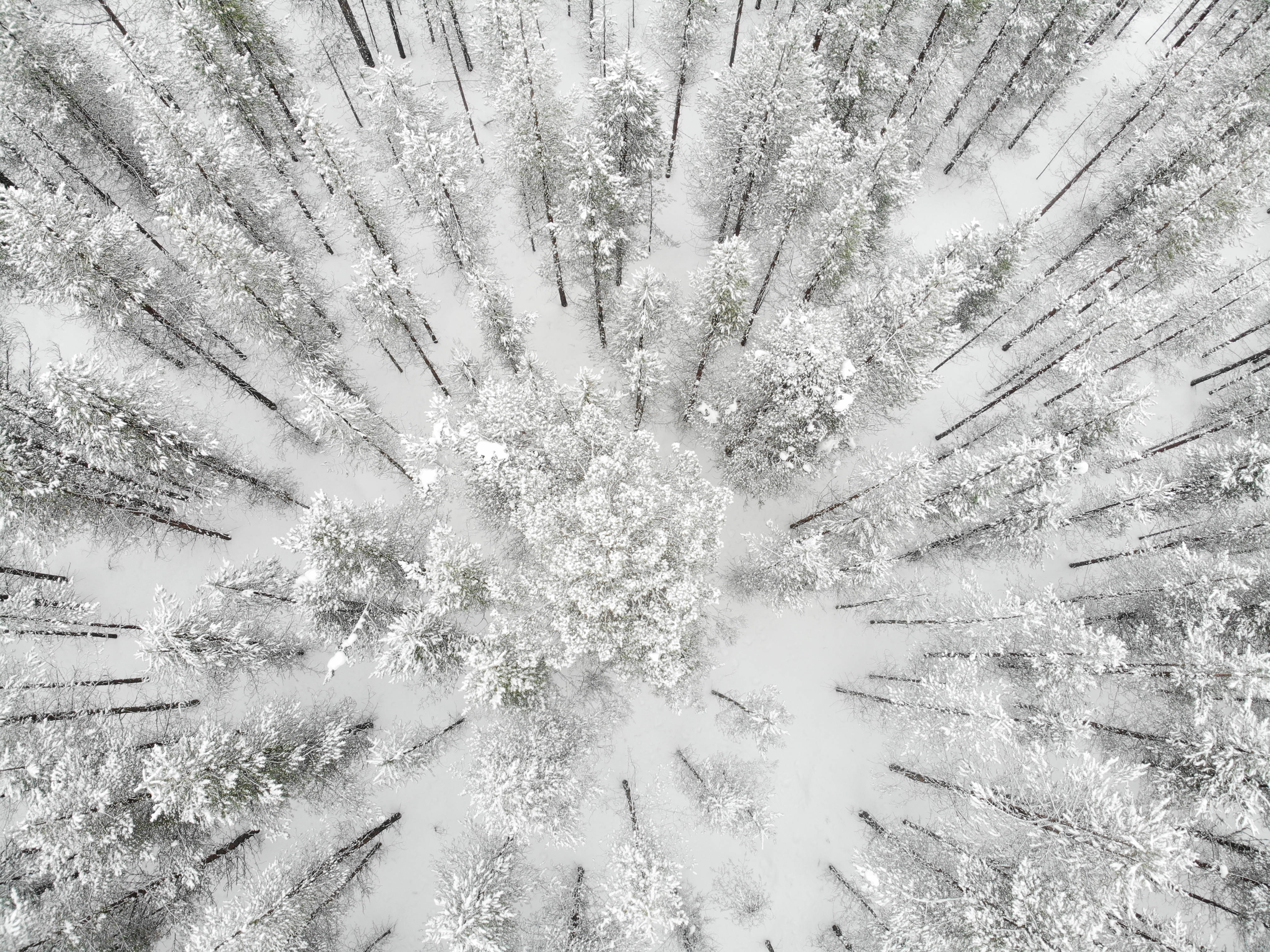 Finland 桌布 壁紙 — 冬季森林中，被雪覆蓋的樹木從中央簇群向外輻射的鳥瞰圖。