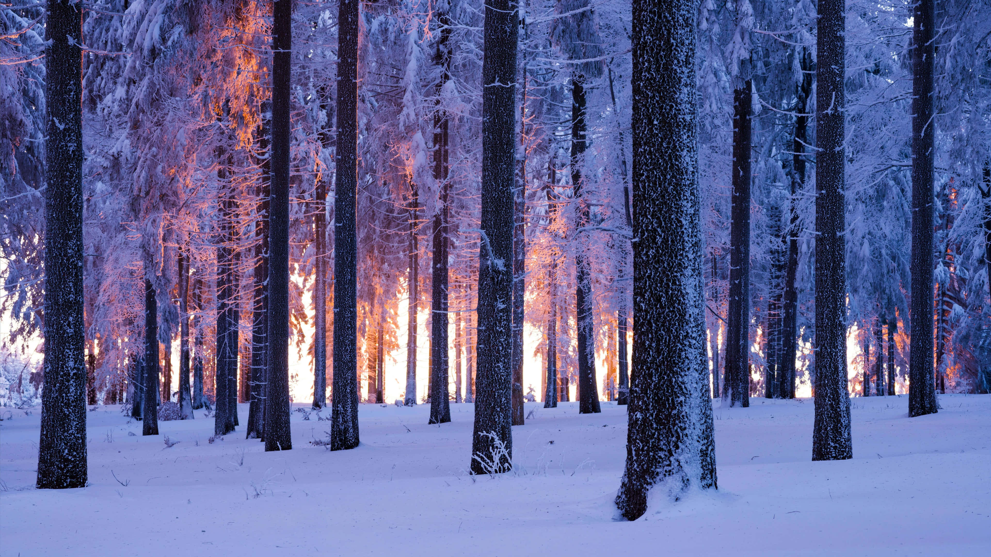 Winter Forest 桌布 壁紙 — 冬季森林中積雪的樹木在溫暖的橙色光線穿過樹枝時閃耀著光芒。