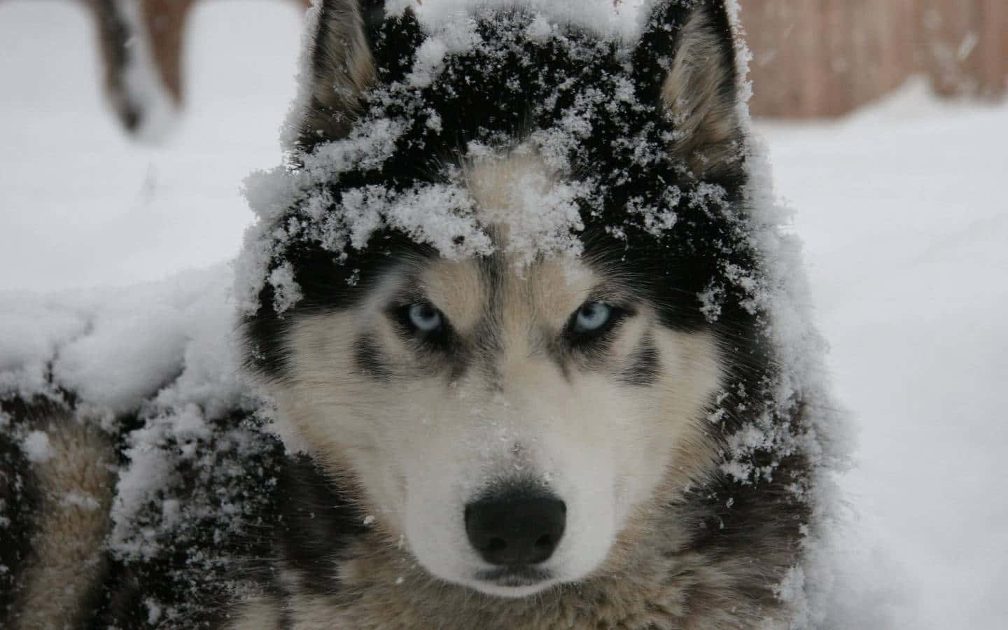 一隻覆蓋著雪的哈士奇狗，明亮的藍色眼睛看著鏡頭。 — 雪 壁紙