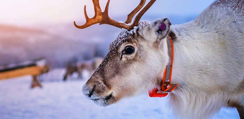馴鹿 桌布 壁紙 — 冬季風景中一隻身上有雪、長著大鹿角並戴著橙色項圈的馴鹿特寫。