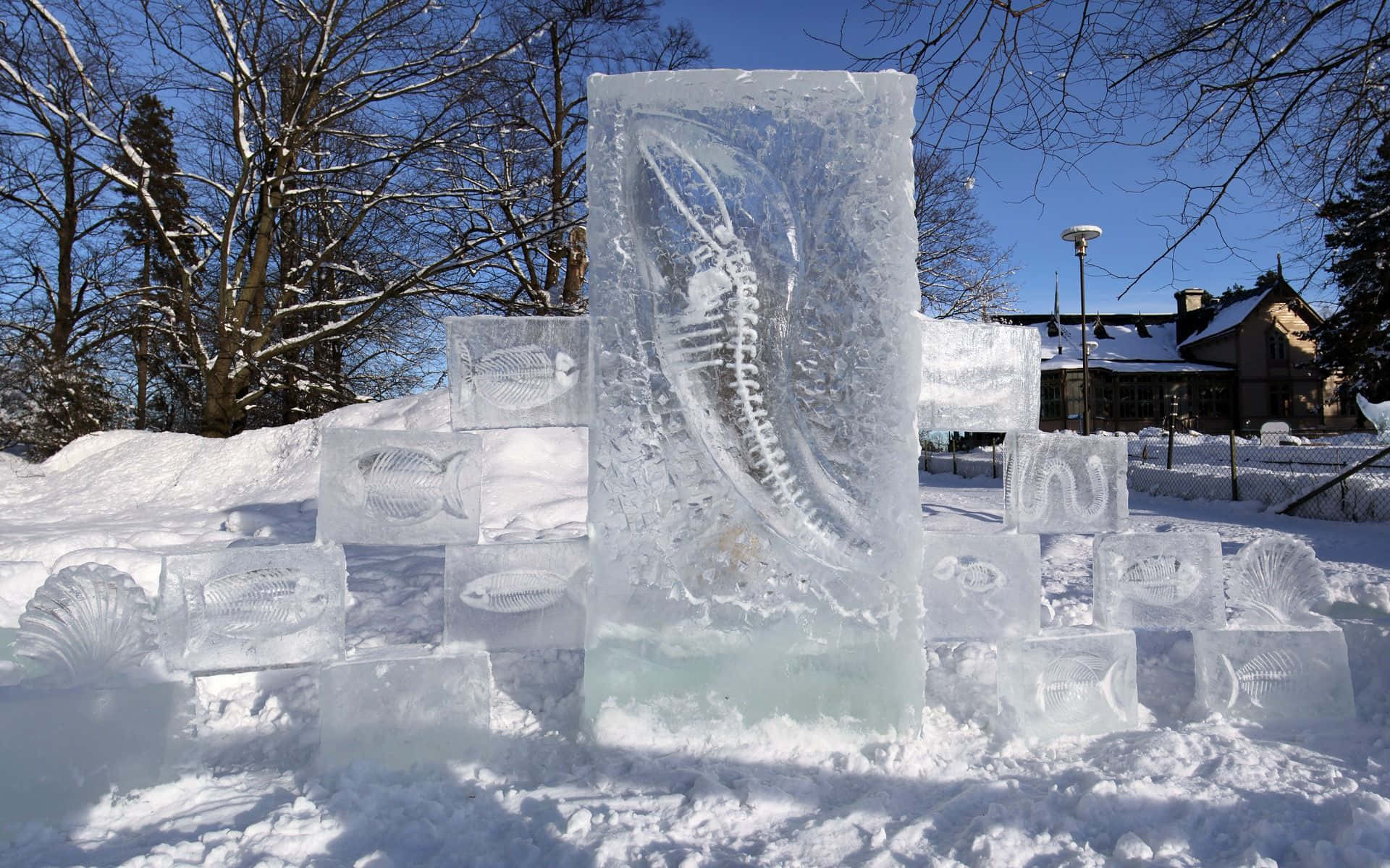 Ice Sculpture 桌布 壁紙 — 冬日場景，雪地公園中擺放著精緻的魚和貝殼冰雕，背景是清澈的藍天。