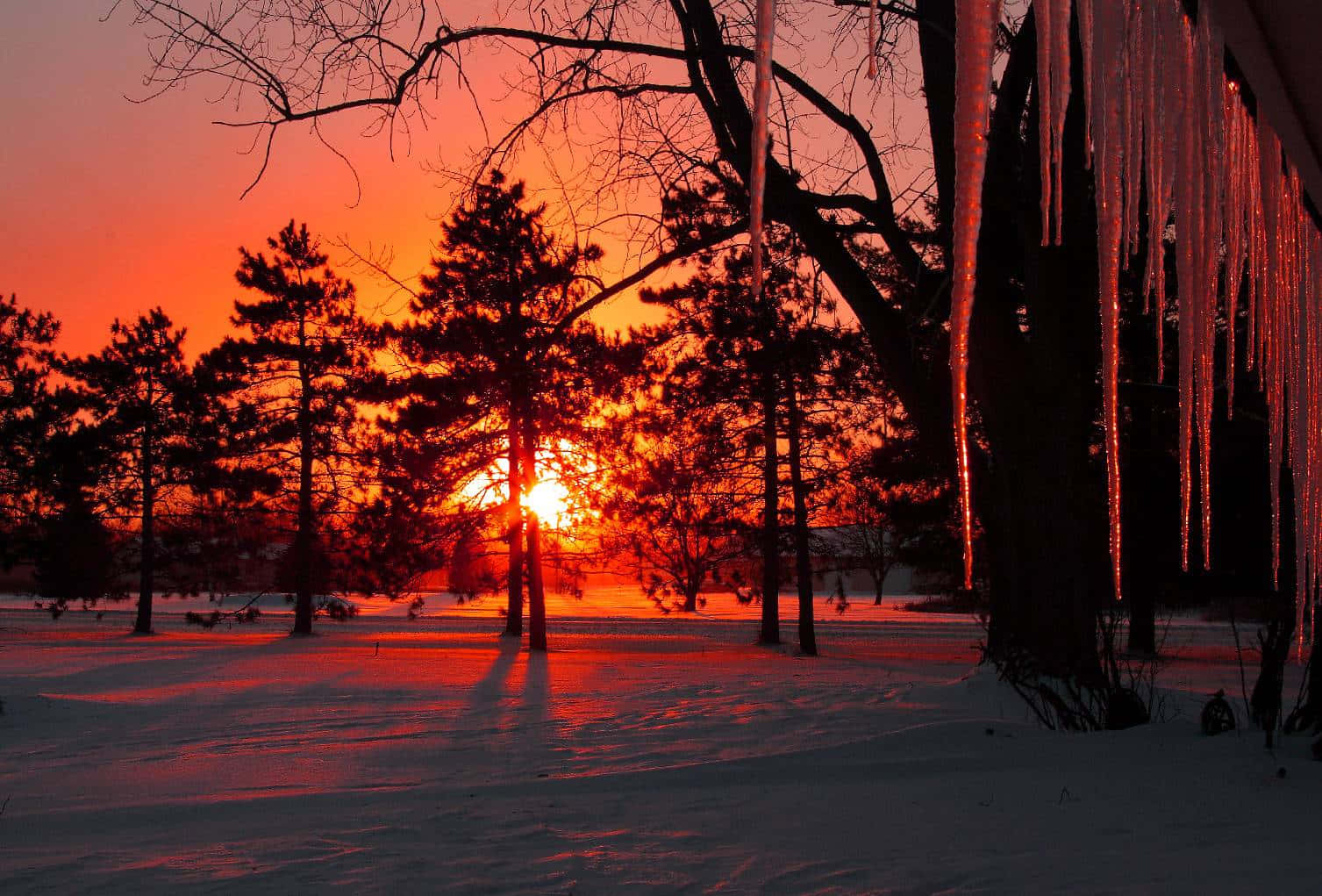 Winter Sunset 桌布 壁紙 — 冬日夕陽將雪林染成火熱的橙色，冰柱在光禿禿的樹木間閃爍。