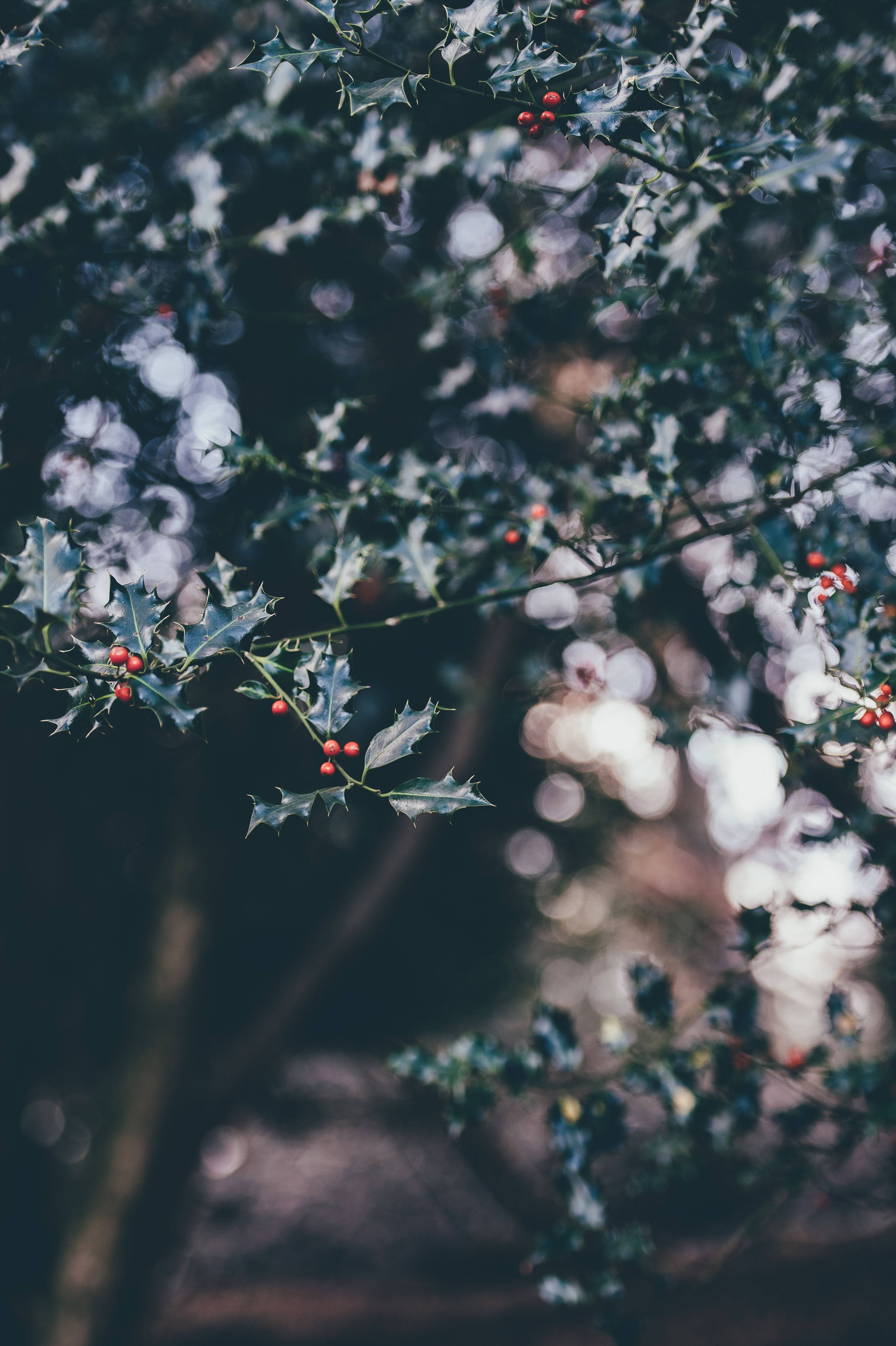 iPhone 桌布 壁紙 — 冬青樹枝的特寫，帶有紅色漿果和尖刺葉子，背景柔和散景。