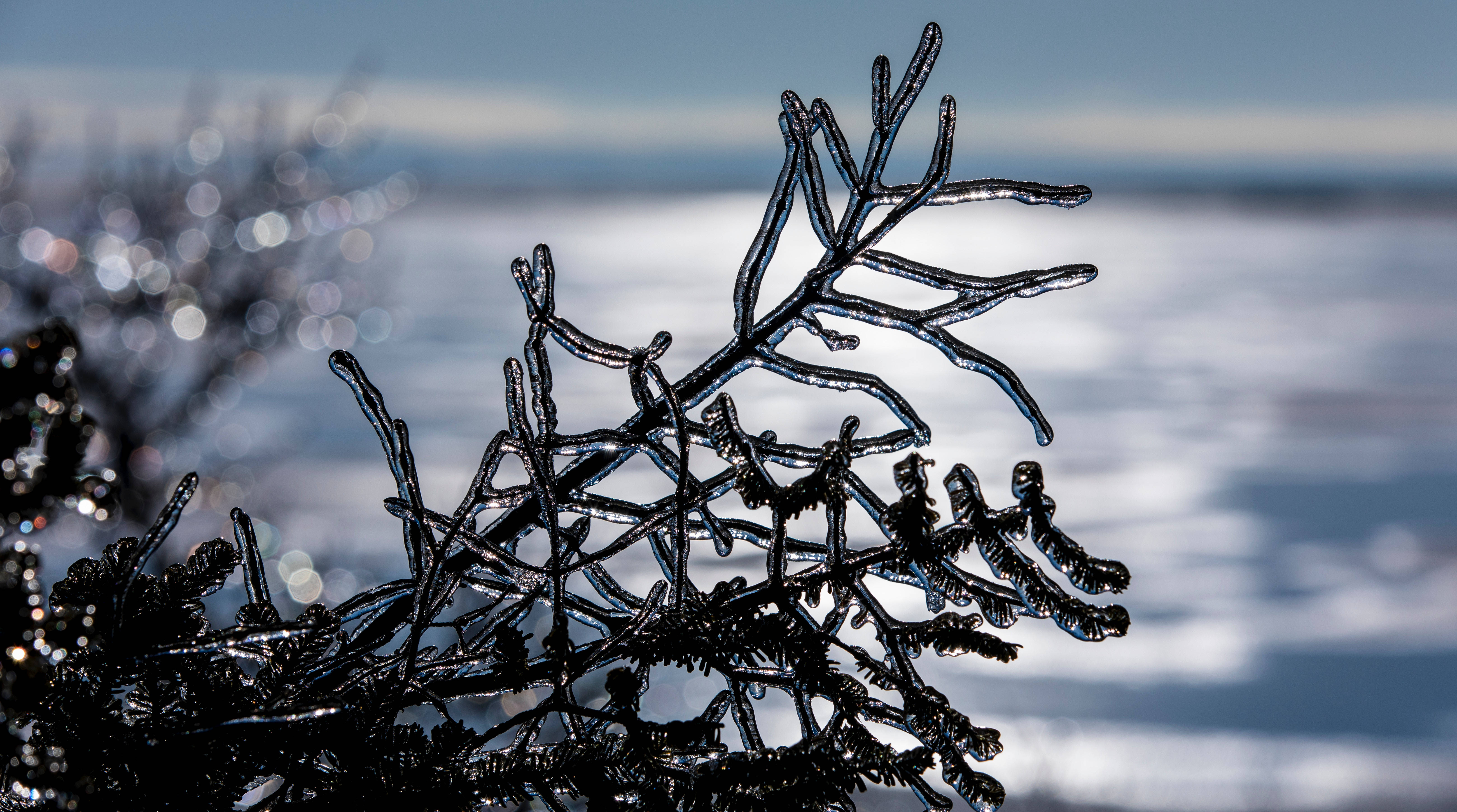 冰 桌布 壁紙 — 冰凍的松樹枝在明亮的日光下，以模糊的雪景為背景，閃爍著複雜的冰晶。