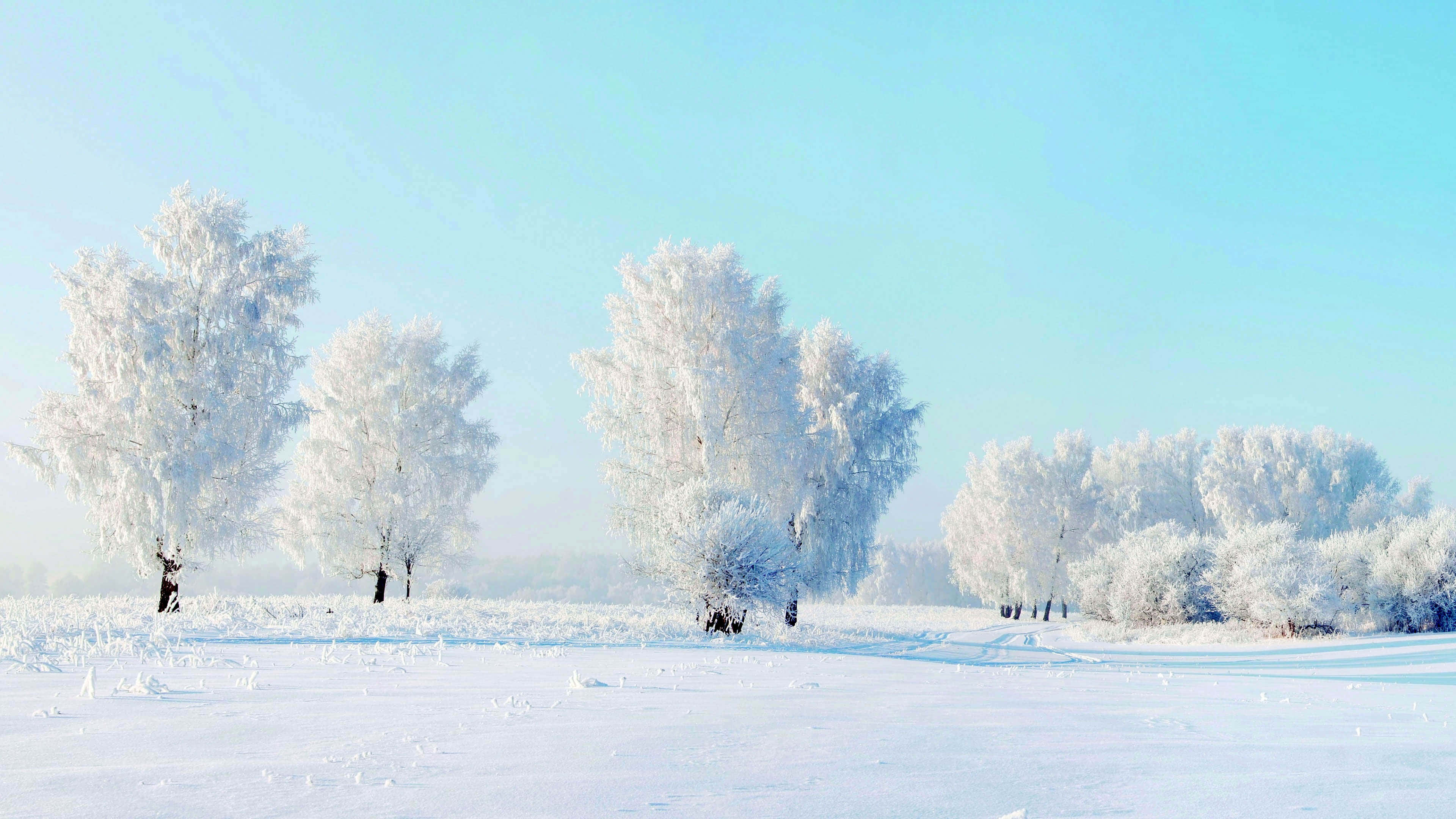 冰 桌布 壁紙 — 冰凍的樹木在晴朗的藍色冬日天空下，矗立在廣闊的雪地上。