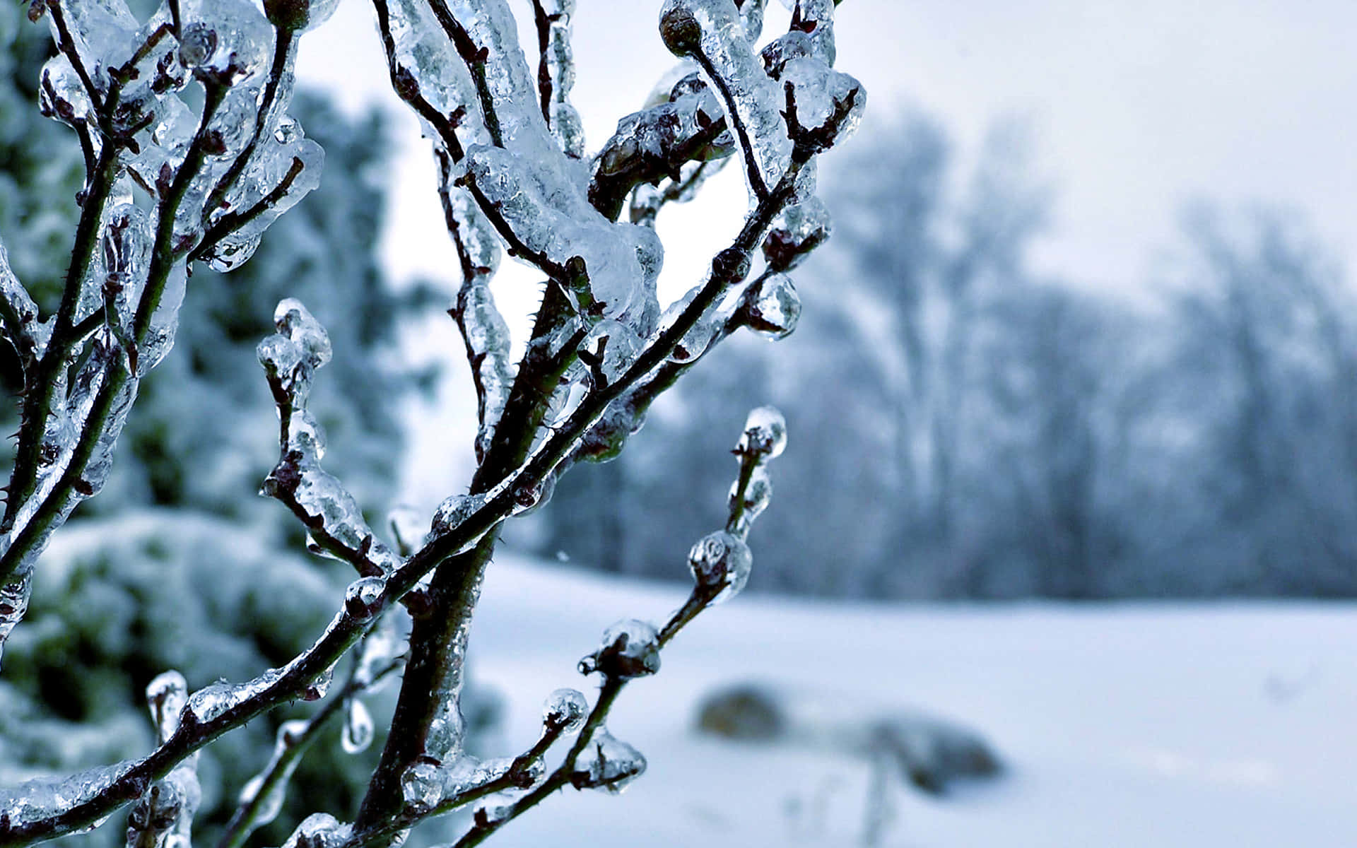 白雪皚皚的冬季景觀中覆蓋著冰的冰凍樹枝 — 雪 壁紙