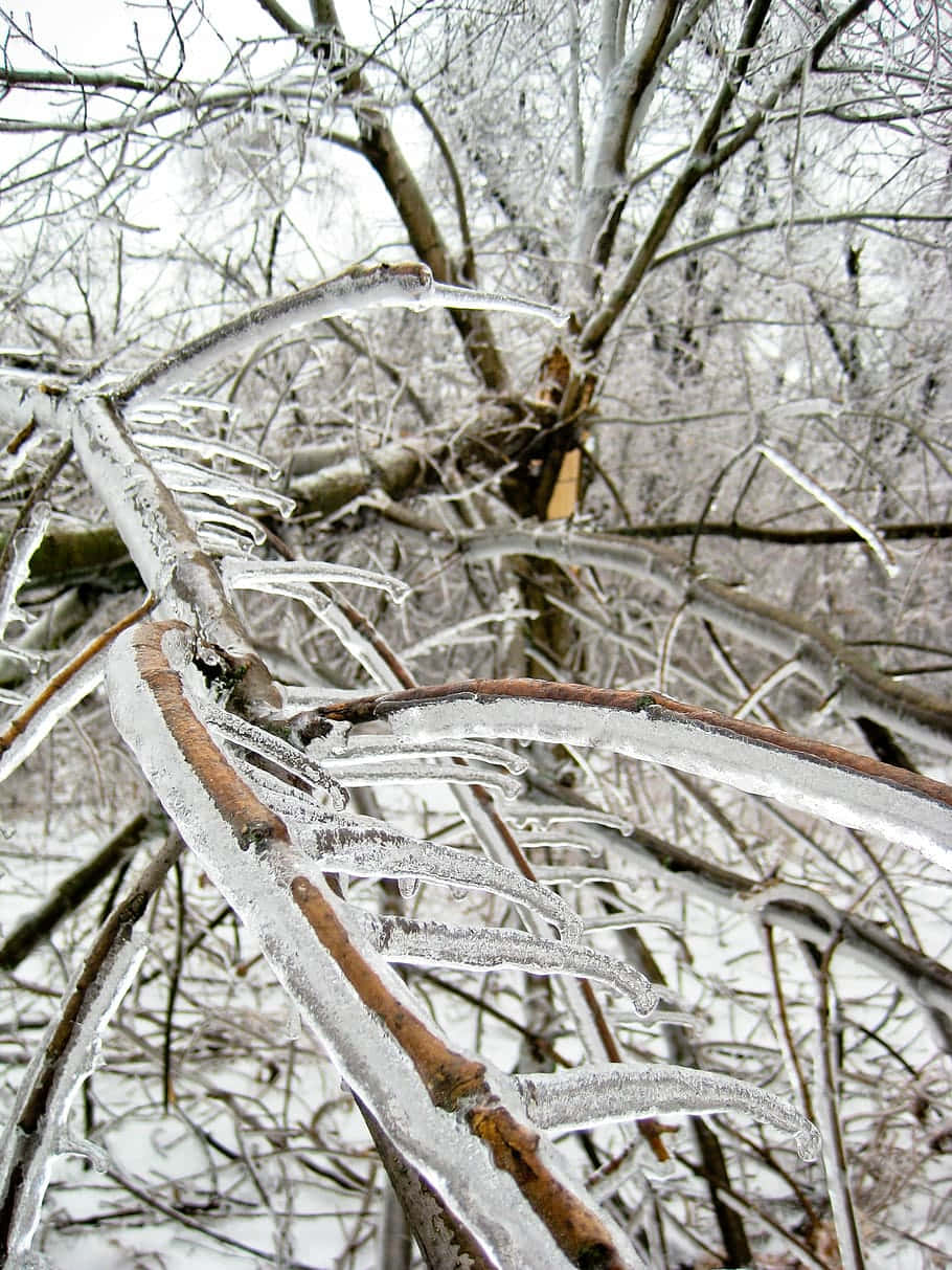 樹木 桌布 壁紙 — 冰凍的樹枝在雪白的冬日背景下閃爍著厚厚的冰柱。