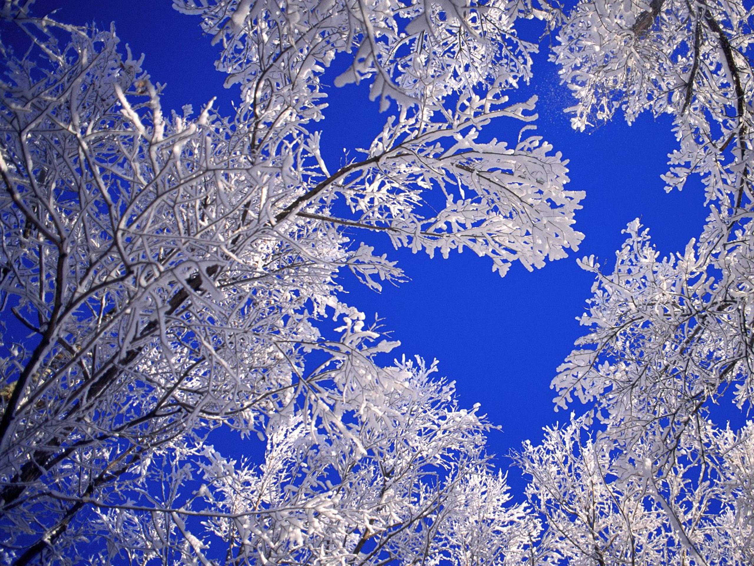 Winter Aesthetic 桌布 壁紙 — 冰凍的樹枝在鮮豔的藍色冬日天空下閃爍著複雜的冰晶。