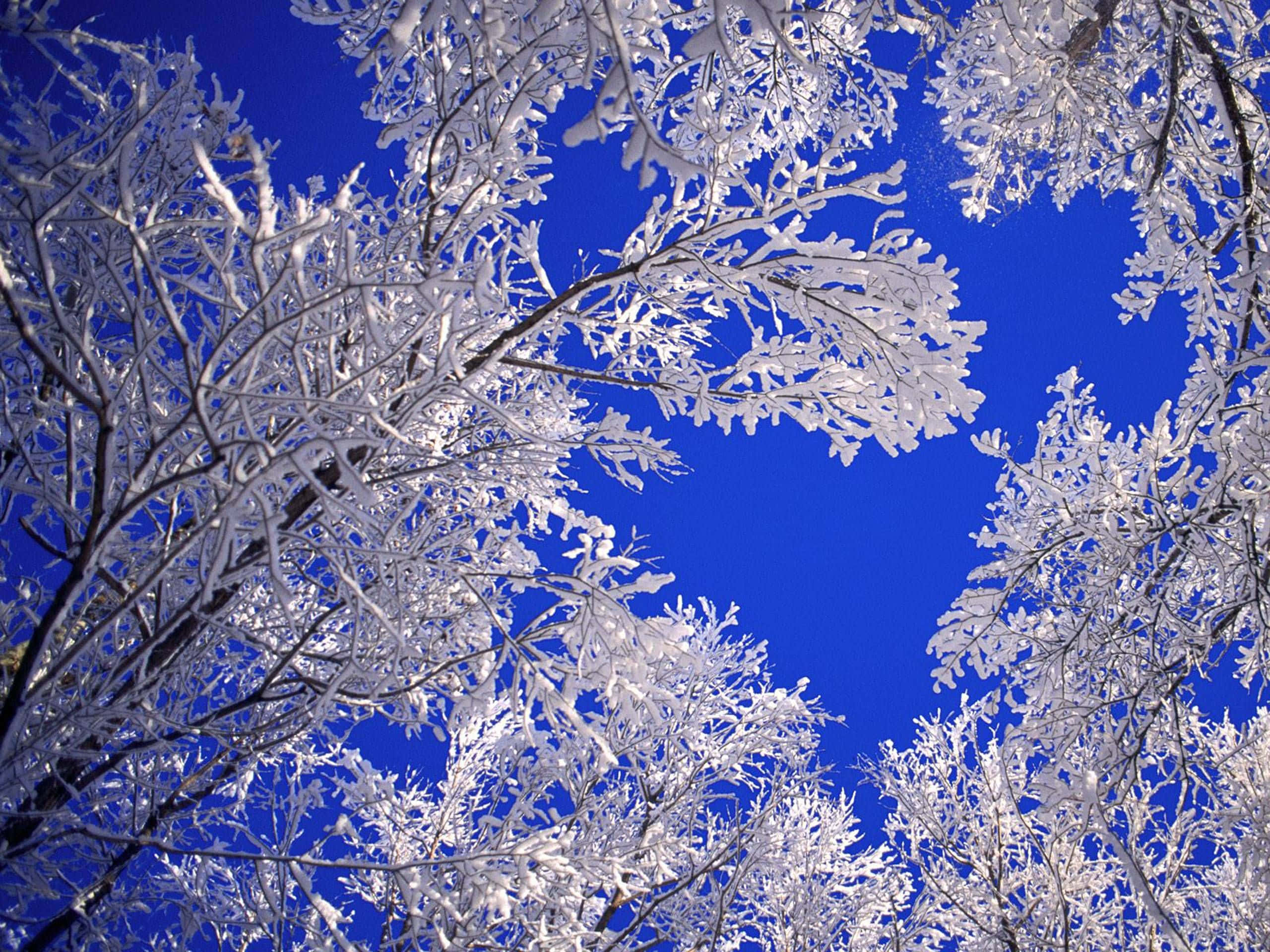Winter Landscape 桌布 壁紙 — 冰凍的樹枝在鮮豔的藍色冬日天空下閃爍著複雜的冰晶。