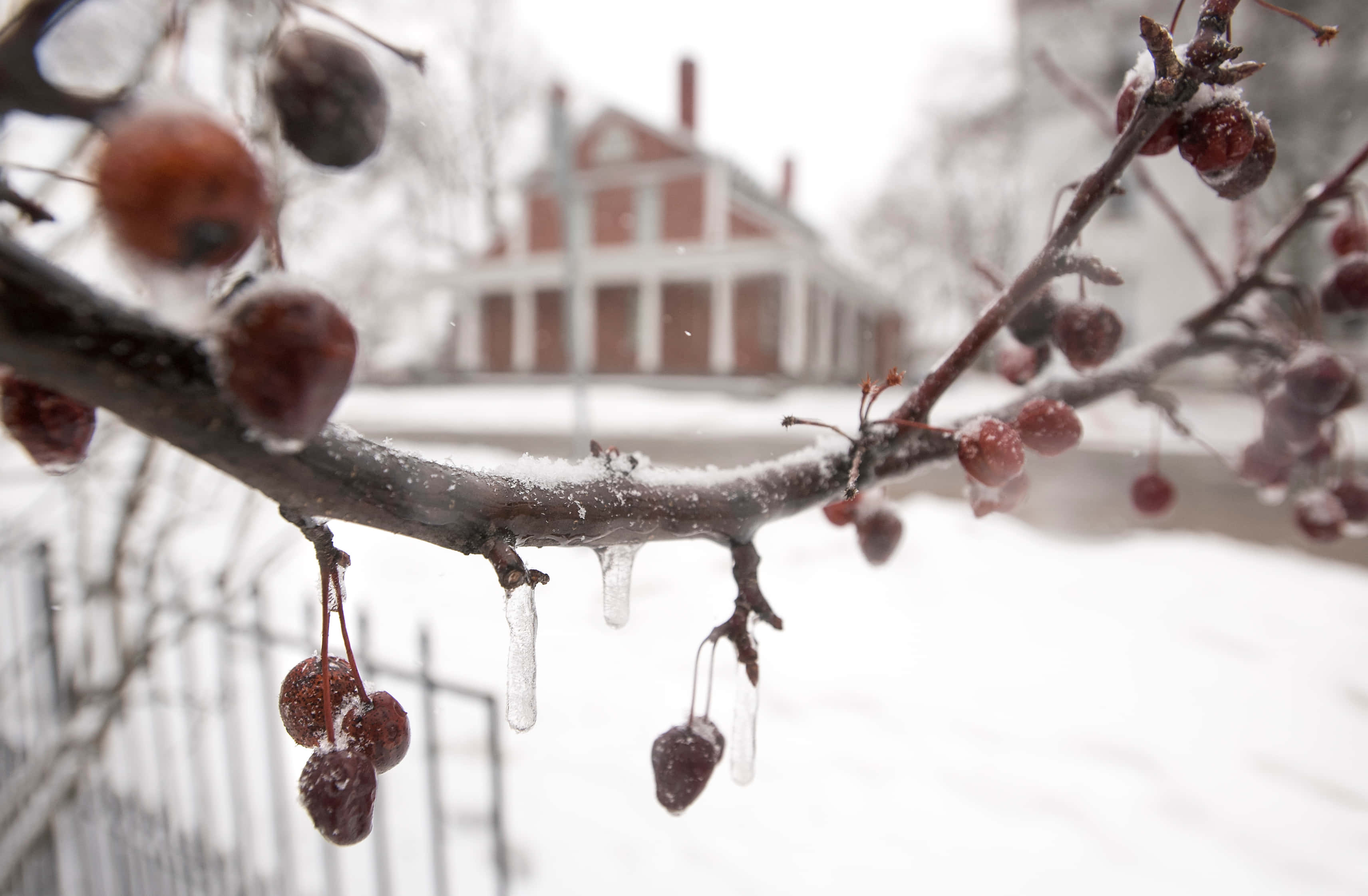 冰 桌布 壁紙 — 冰凍的紅色漿果和冰柱掛在灑滿雪的樹枝上，背景中有一間模糊的紅色房子。