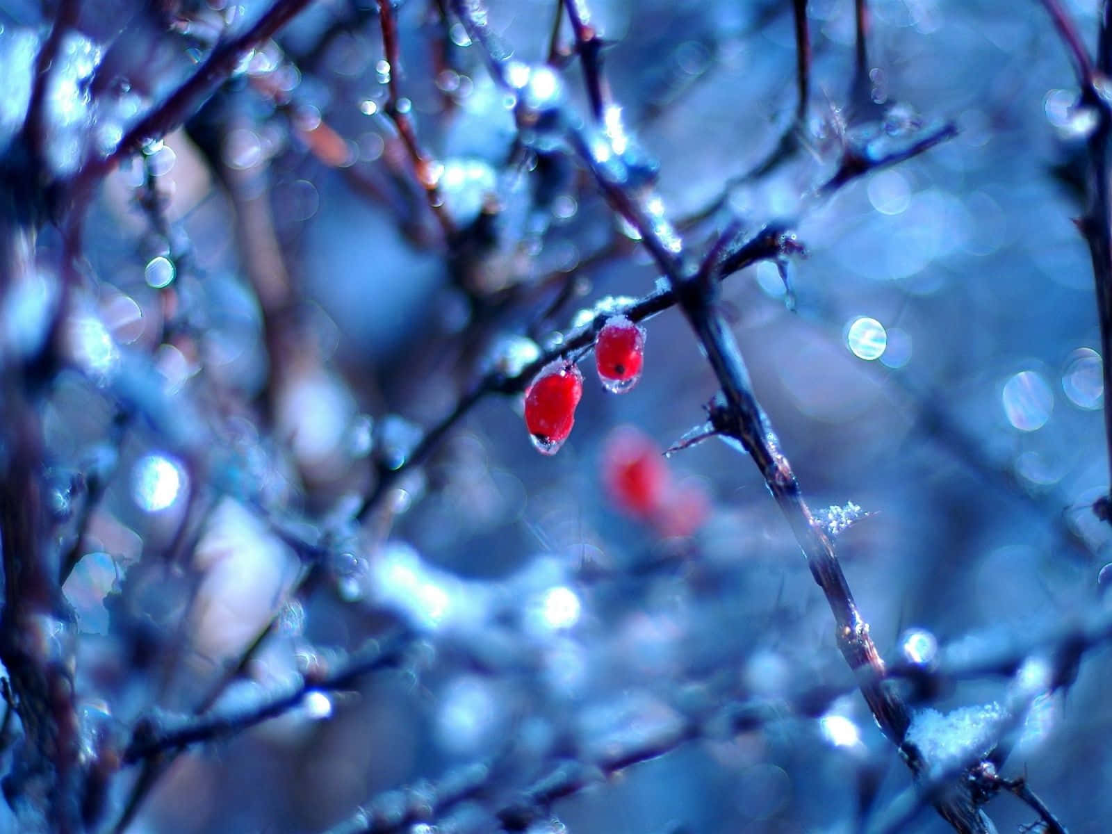 Winter Berries 桌布 壁紙 — 冰凍的紅色漿果在結冰的樹枝上閃閃發光，背景是柔和的藍色散景冬日背景。
