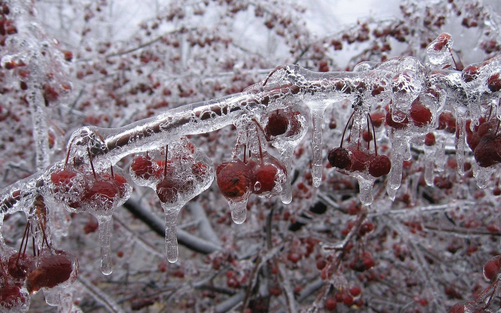 冰雪奇緣 桌布 壁紙 — 冰凍的紅色漿果被清澈的冰包裹著，掛在冬天的樹枝上，下面有冰柱滴落。