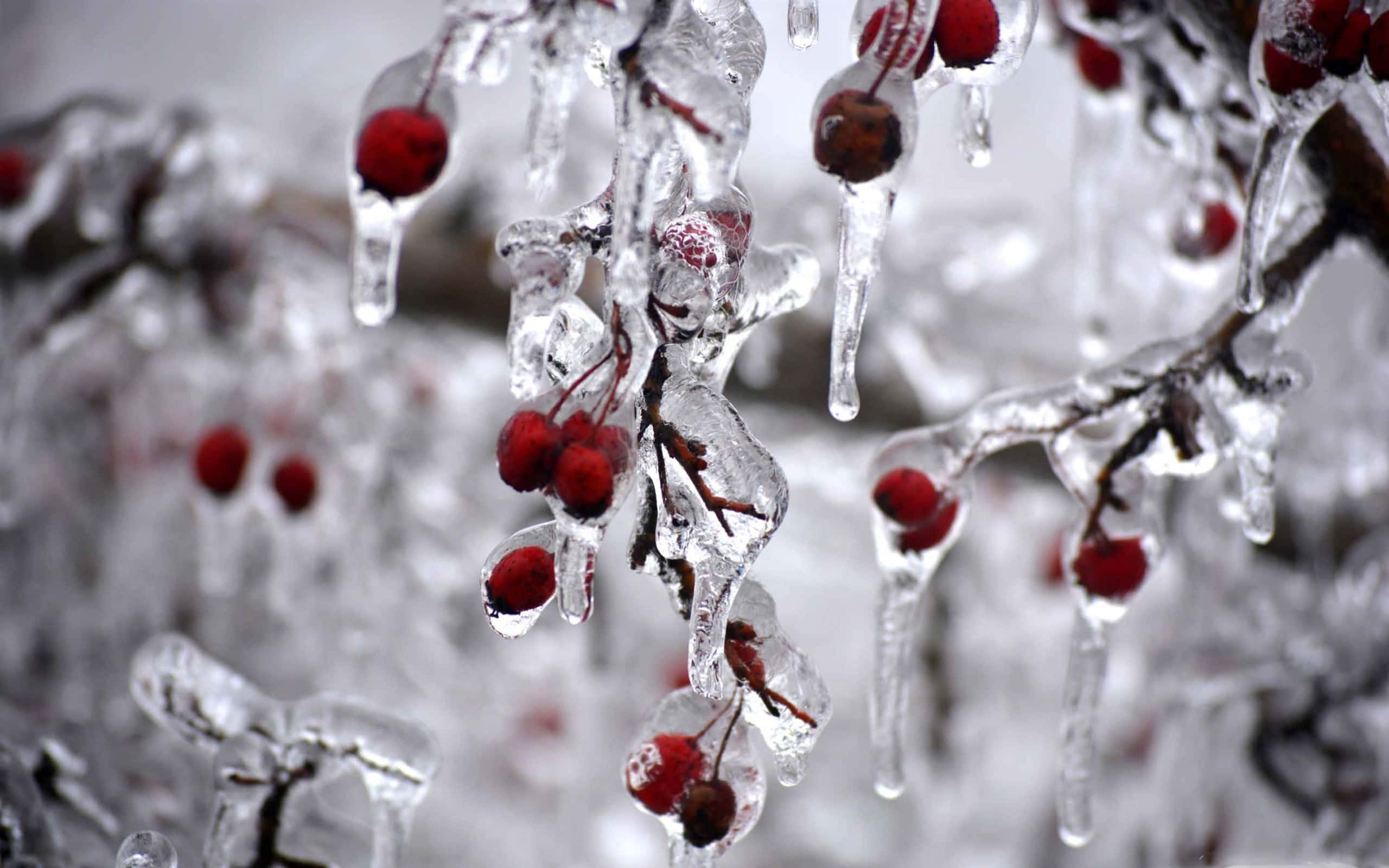 Winter Berries 桌布 壁紙 — 冰凍的紅色漿果被清澈的冰包裹著，掛在冰冷的樹枝上，映襯著白雪皚皚的冬季背景。