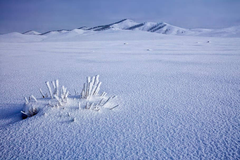 自然 桌布 壁紙 — 冰凍的草莖從廣闊的雪原中升起，在淡藍色的冬日天空下，遠處有白雪覆蓋的山丘。