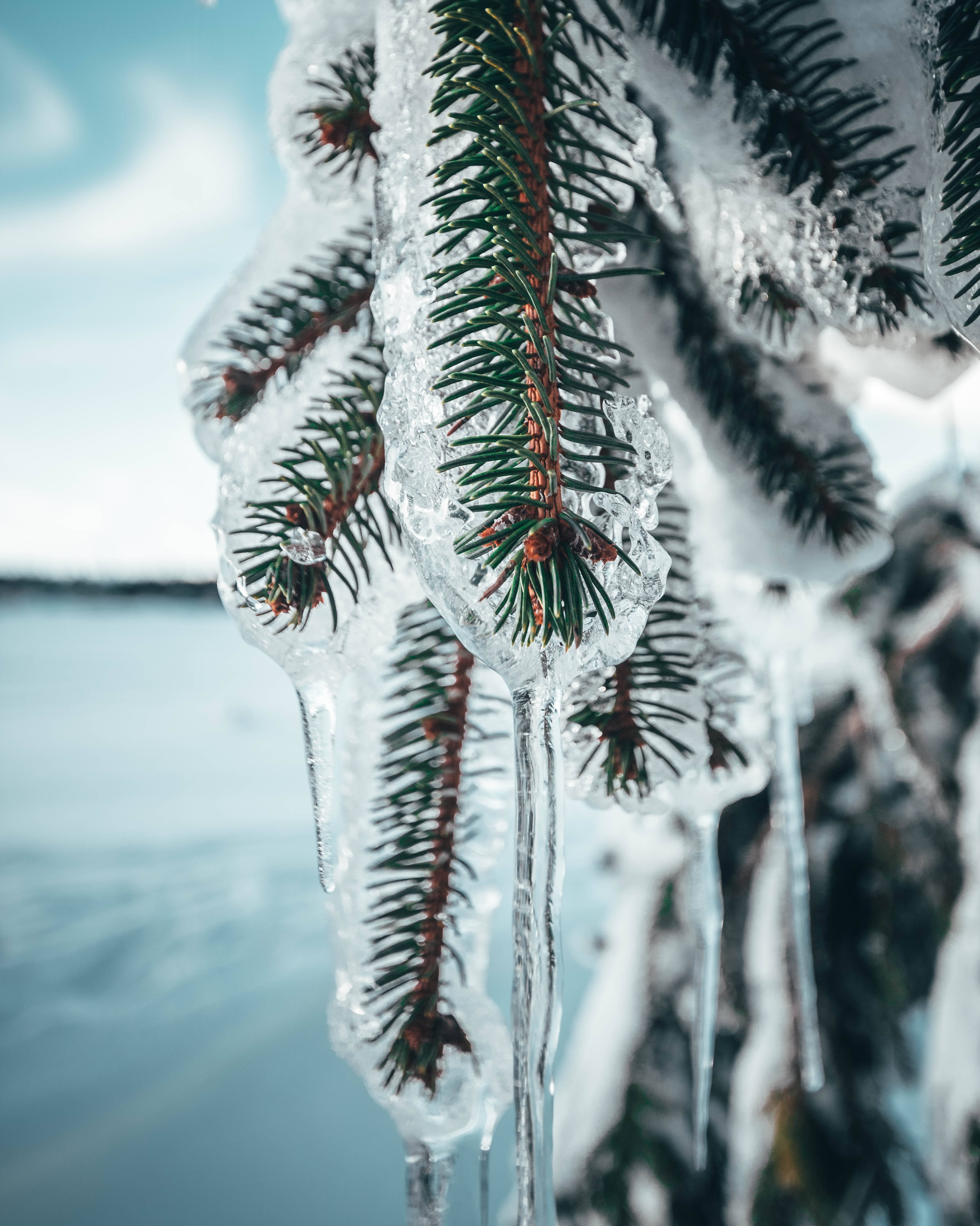 冰雪奇緣 桌布 壁紙 — 冰松樹枝的特寫，掛著冰柱，背景是模糊的冬季湖泊和天空。