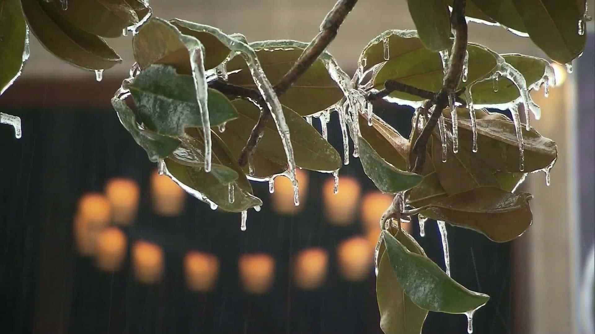 冰 桌布 壁紙 — 冰柱從光亮的綠葉上滴落，背景是模糊的溫暖發光燈光。
