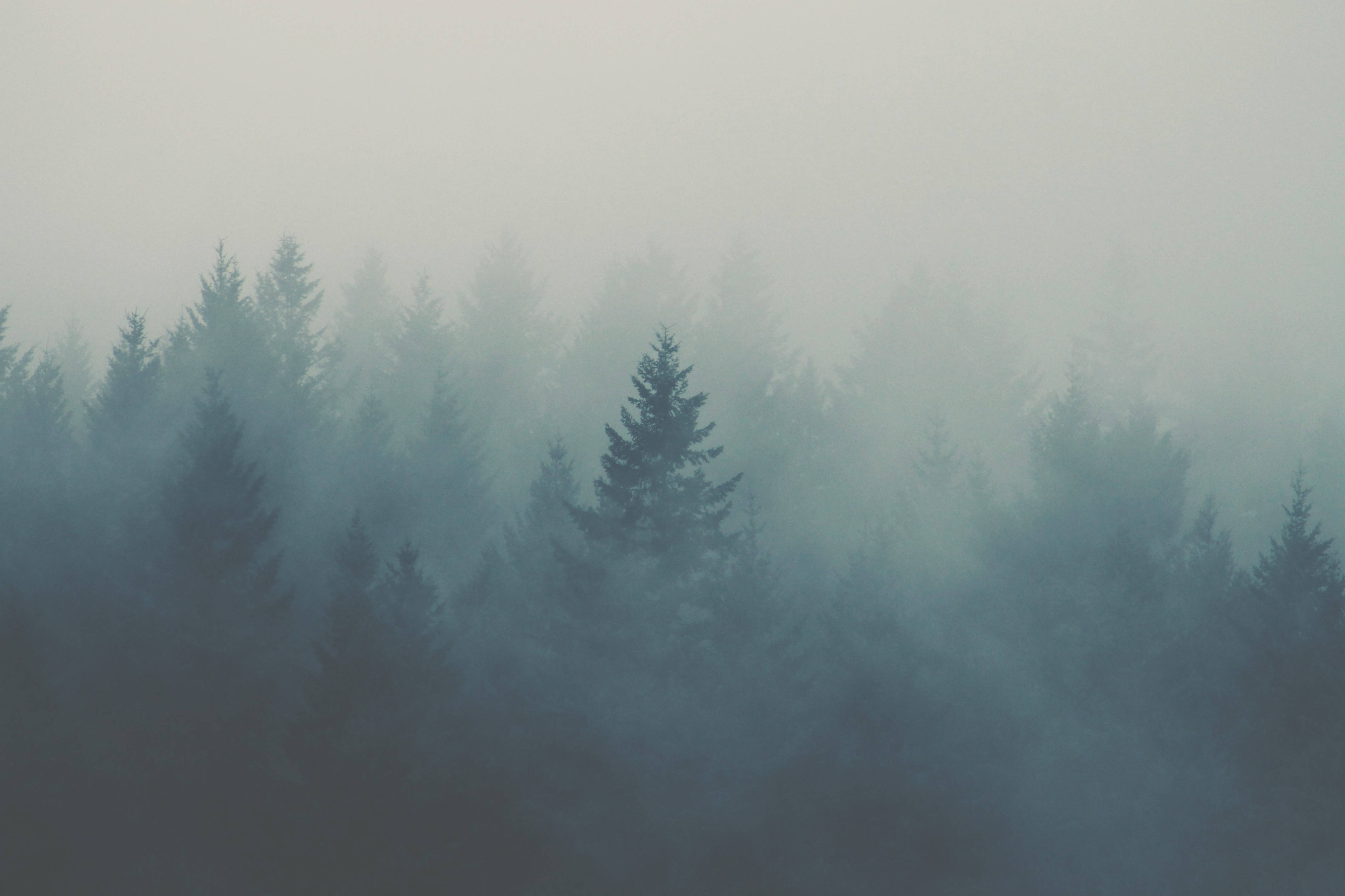 Foggy 桌布 壁紙 — 冷藍灰色迷霧籠罩的常綠樹林，營造出寧靜而神秘的氛圍。