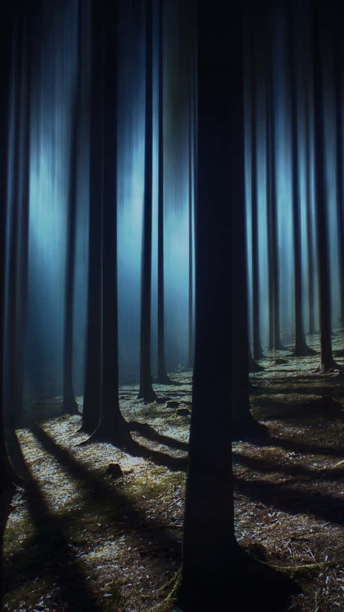 Haunted Forests 桌布 壁紙 — 冷藍色光的垂直光束穿過茂密的黑暗森林，在長滿苔蘚的地面上投下長長的陰影。