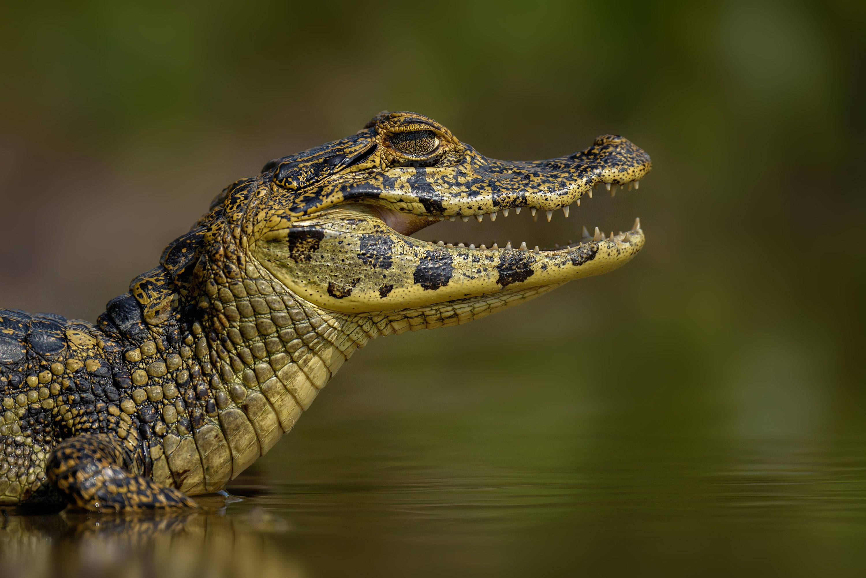 Alligator 桌布 壁紙 — 凱門鱷張開嘴巴的特寫，露出鋒利的牙齒，從渾濁的綠色水中浮現。