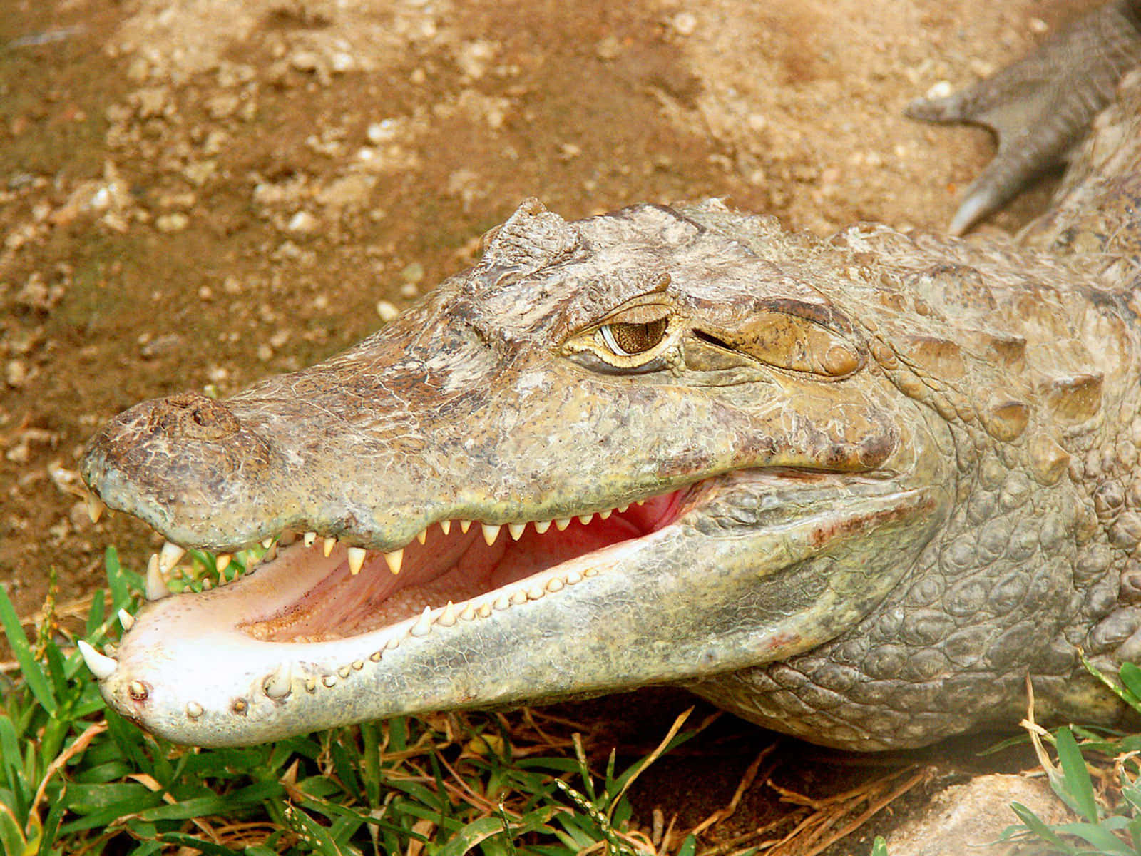 Alligator 桌布 壁紙 — 凱門鱷張開嘴巴的特寫照片，露出鋒利的牙齒和粉紅色的牙齦，躺在草地和泥土上。