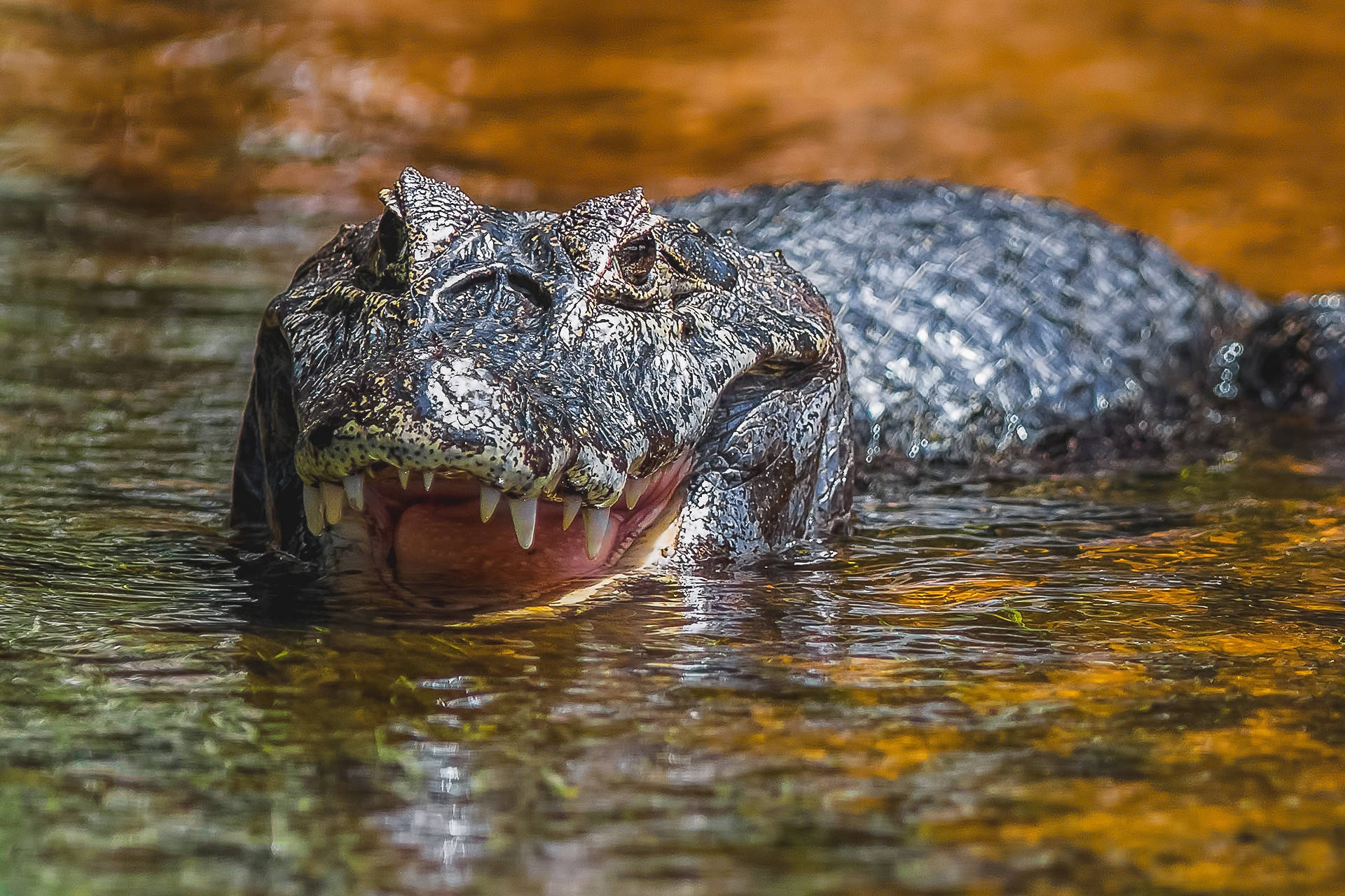 Alligator 桌布 壁紙 — 凱門鱷從渾水中浮出，張開嘴巴露出鋒利牙齒的特寫。