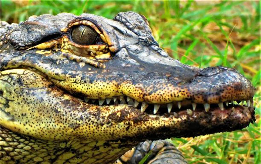 Alligator 桌布 壁紙 — 凱門鱷紋理清晰的吻部和鋒利牙齒的特寫，背景是充滿活力的綠草。