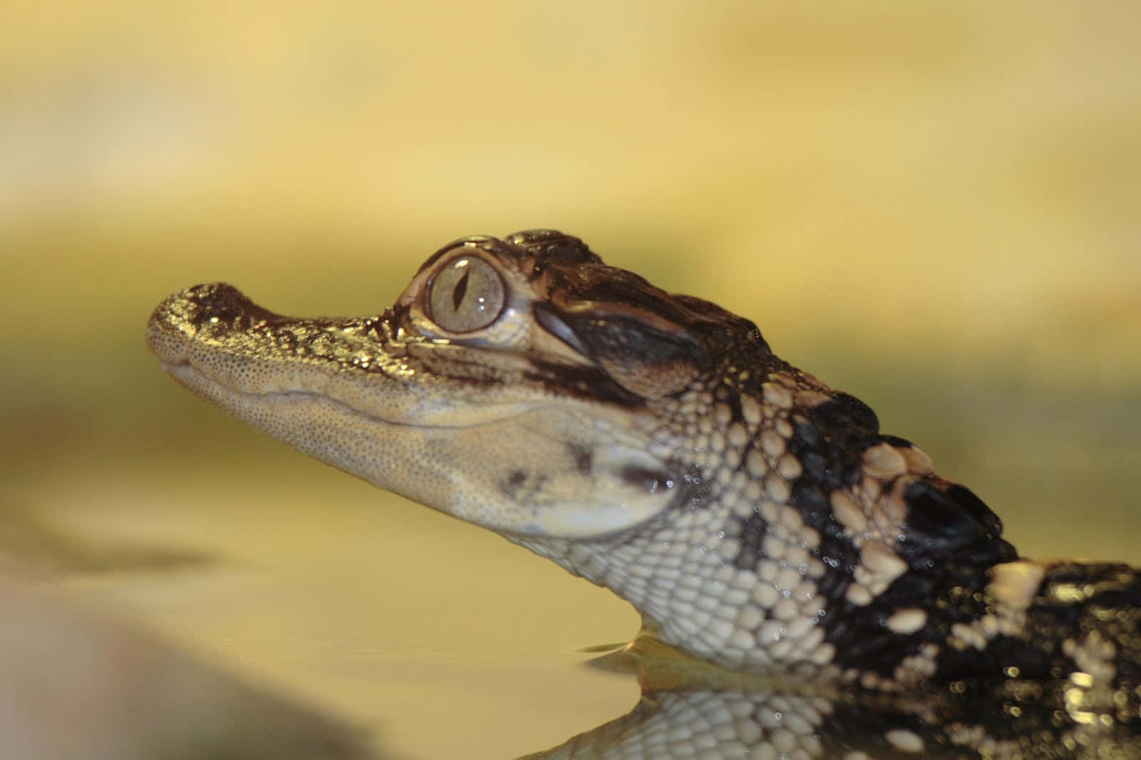 Alligator 桌布 壁紙 — 凱門鱷頭部從水中浮出的特寫，帶有詳細的鱗片和專注的眼睛，背景溫暖模糊。