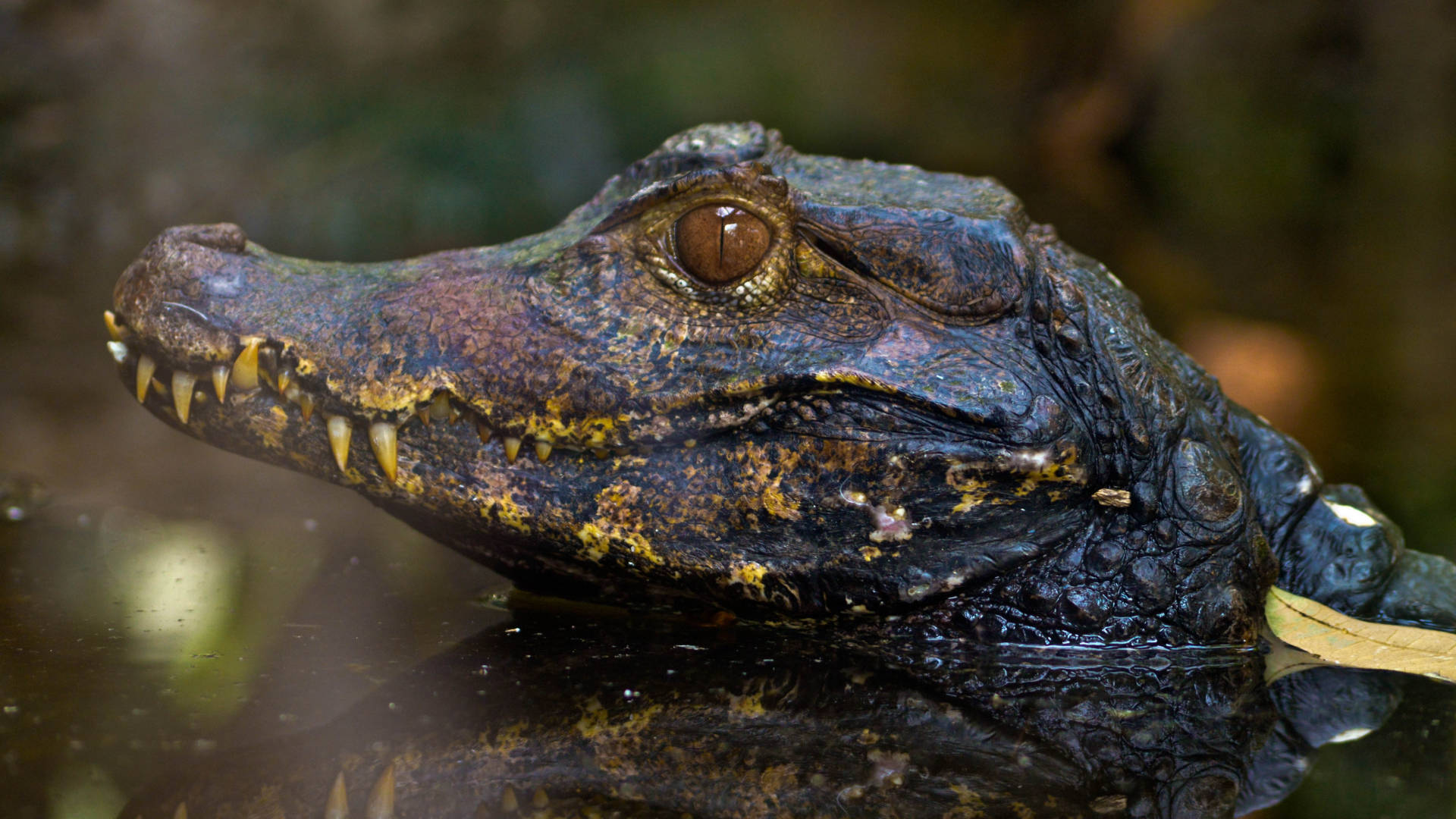 Alligator 桌布 壁紙 — 凱門鱷頭部從渾濁水中浮現的特寫，帶有鋒利牙齒和反射表面。