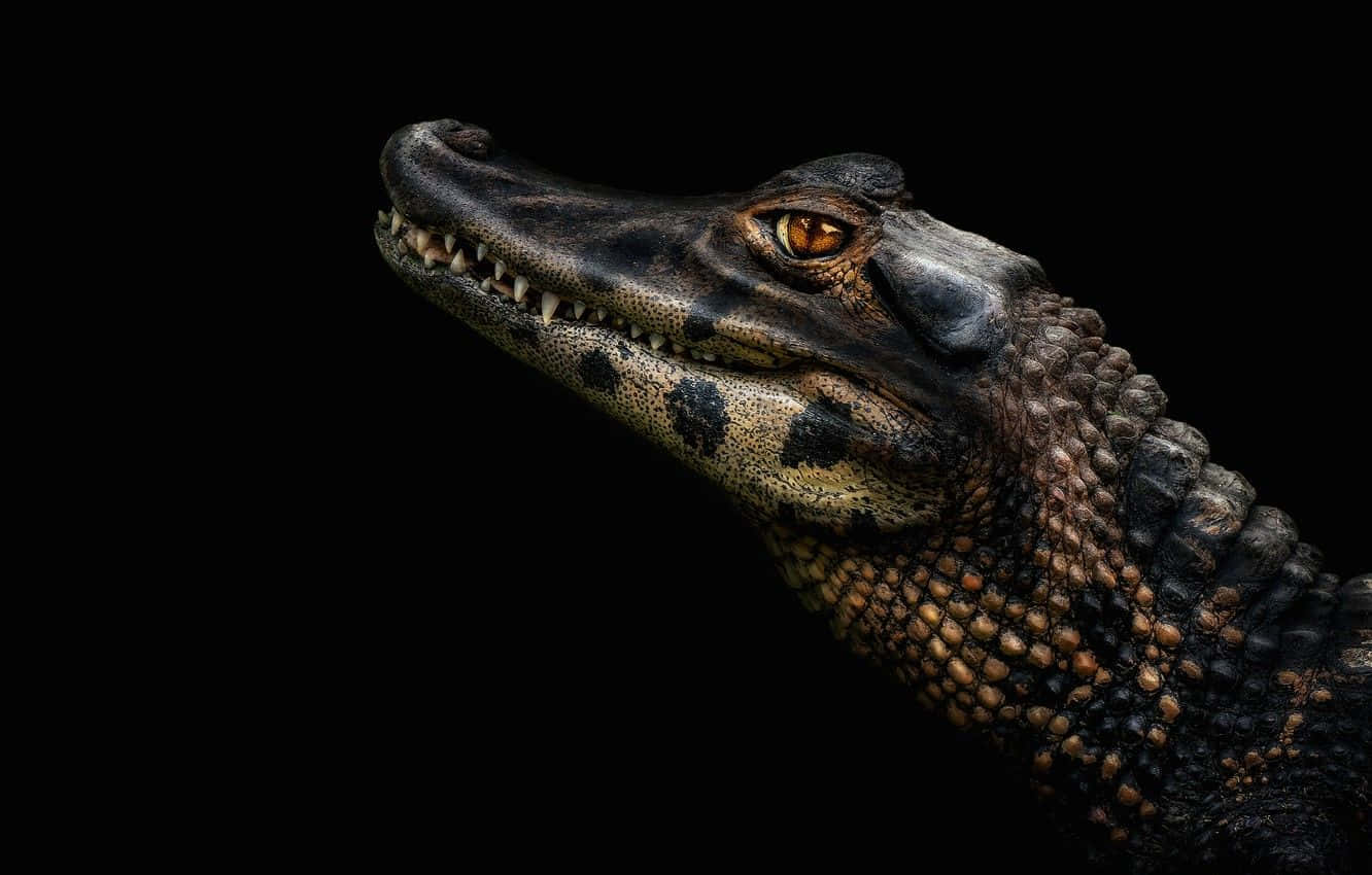 Alligator 桌布 壁紙 — 凱門鱷頭部特寫，琥珀色發光眼睛，鱗片紋理清晰，純黑色背景。