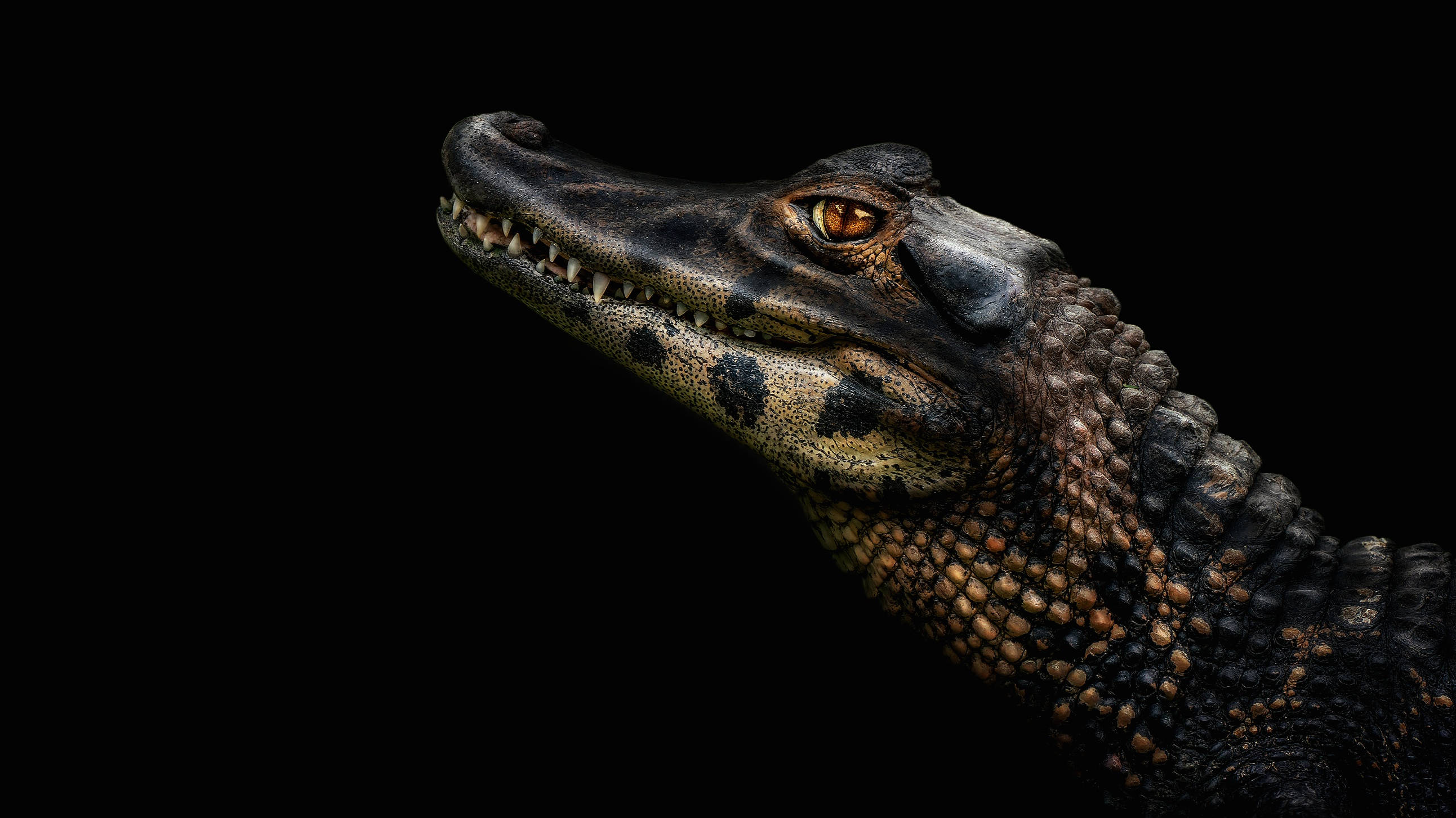 Alligator 桌布 壁紙 — 凱門鱷頭部特寫，黑色背景，琥珀色發光眼睛和紋理鱗片。
