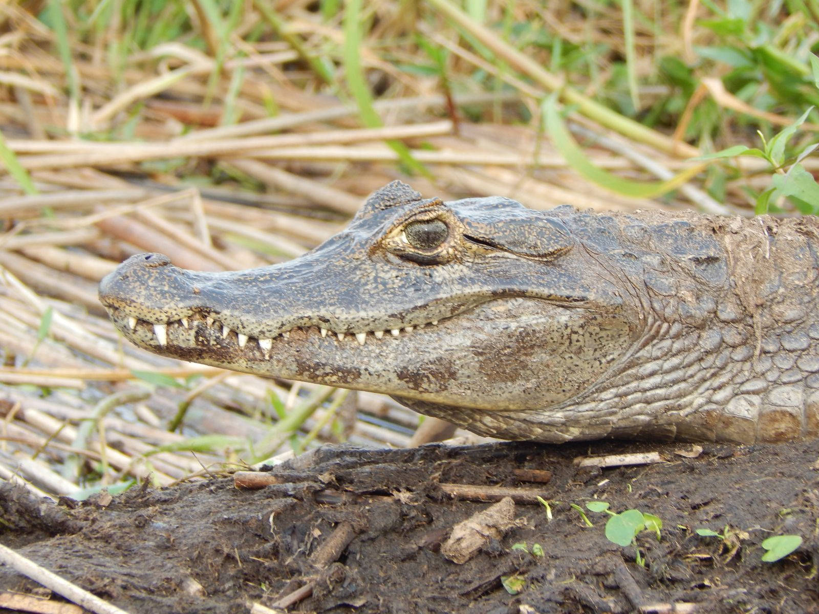 Alligator 桌布 壁紙 — 凱門鱷風化的口鼻部和眼睛的特寫，牠在泥濘的地面上休息，周圍是乾燥的蘆葦和綠草。