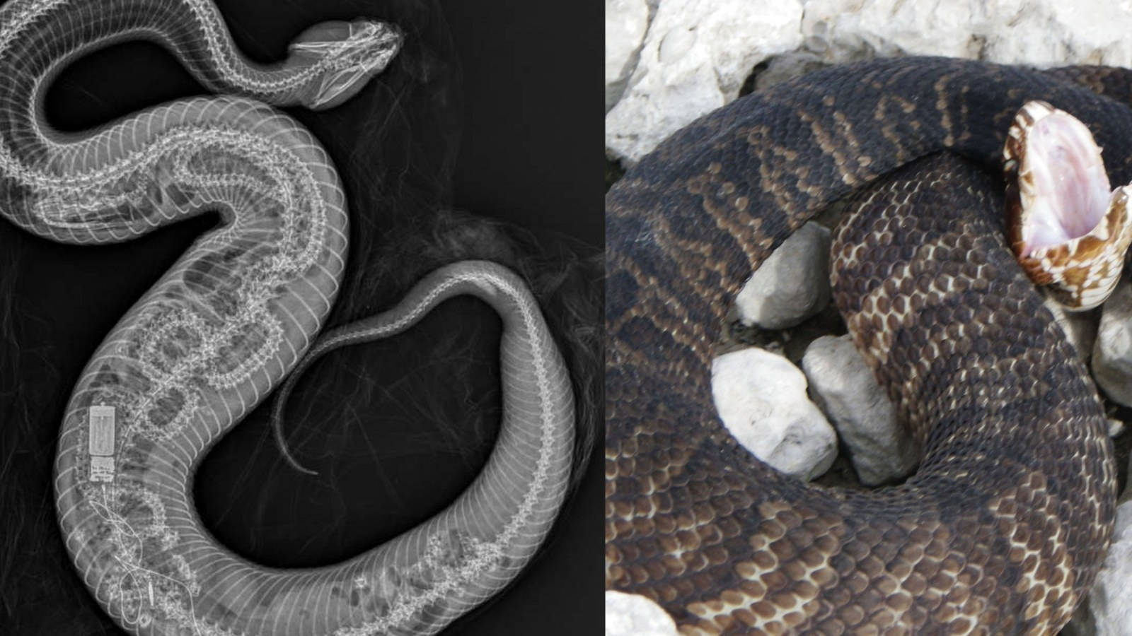 Wild Animals 桌布 壁紙 — 分割圖片：左側顯示蛇的X光骨骼結構，右側顯示其紋理鱗片在岩石間盤繞。