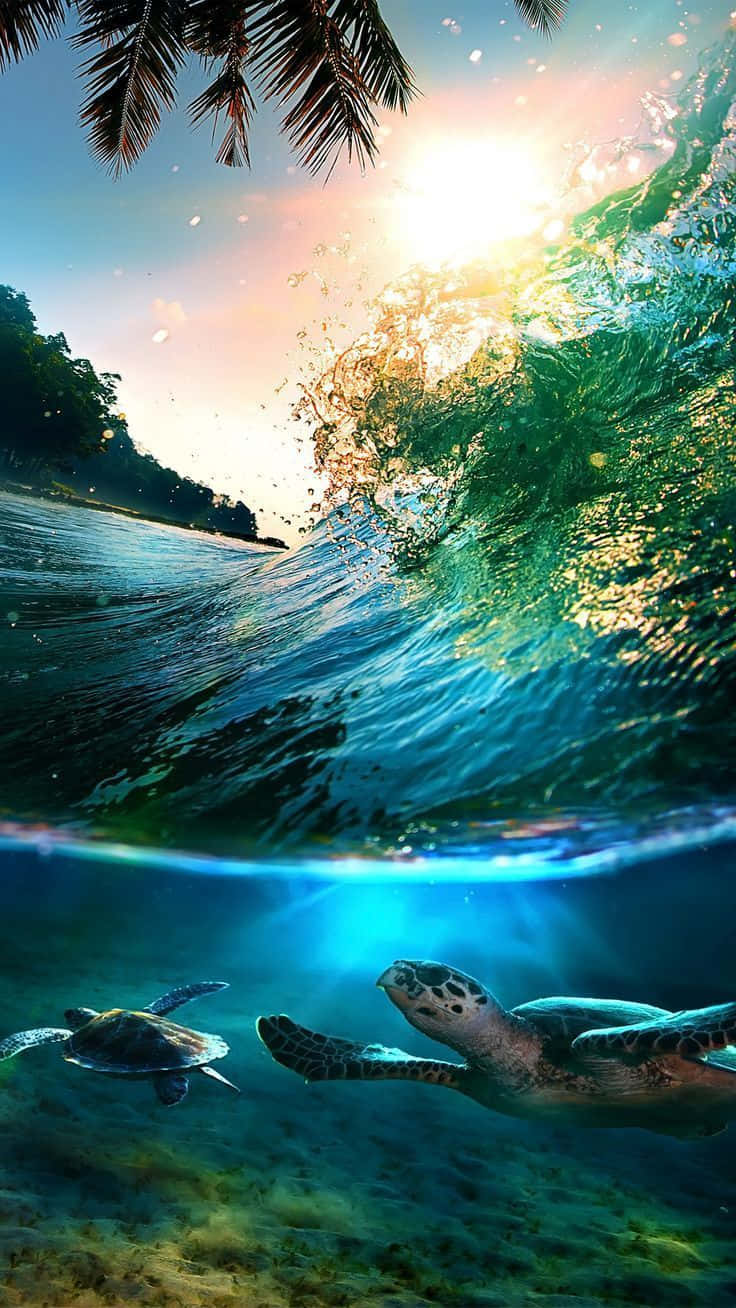 sea turtle 桌布 壁紙 — 分割視圖顯示海龜在碧綠色的海浪下游動，陽光穿透海水，靠近熱帶海岸。