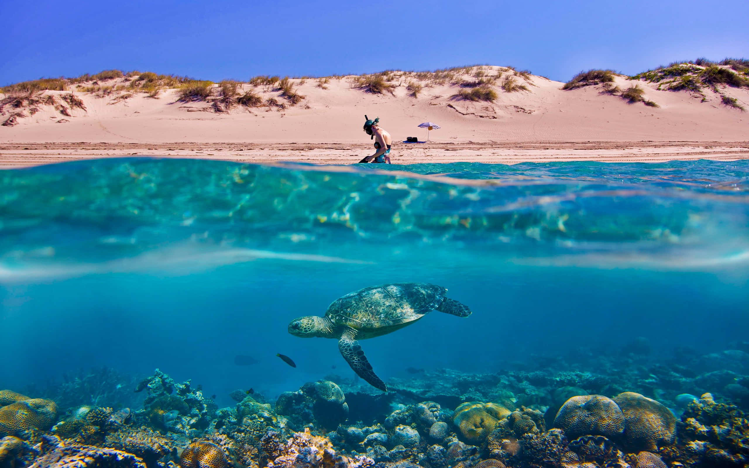 sea turtle 桌布 壁紙 — 分層視圖顯示一隻海龜在下方珊瑚礁上滑行，而一名浮潛者在上方沙灘探索，天空清澈湛藍。