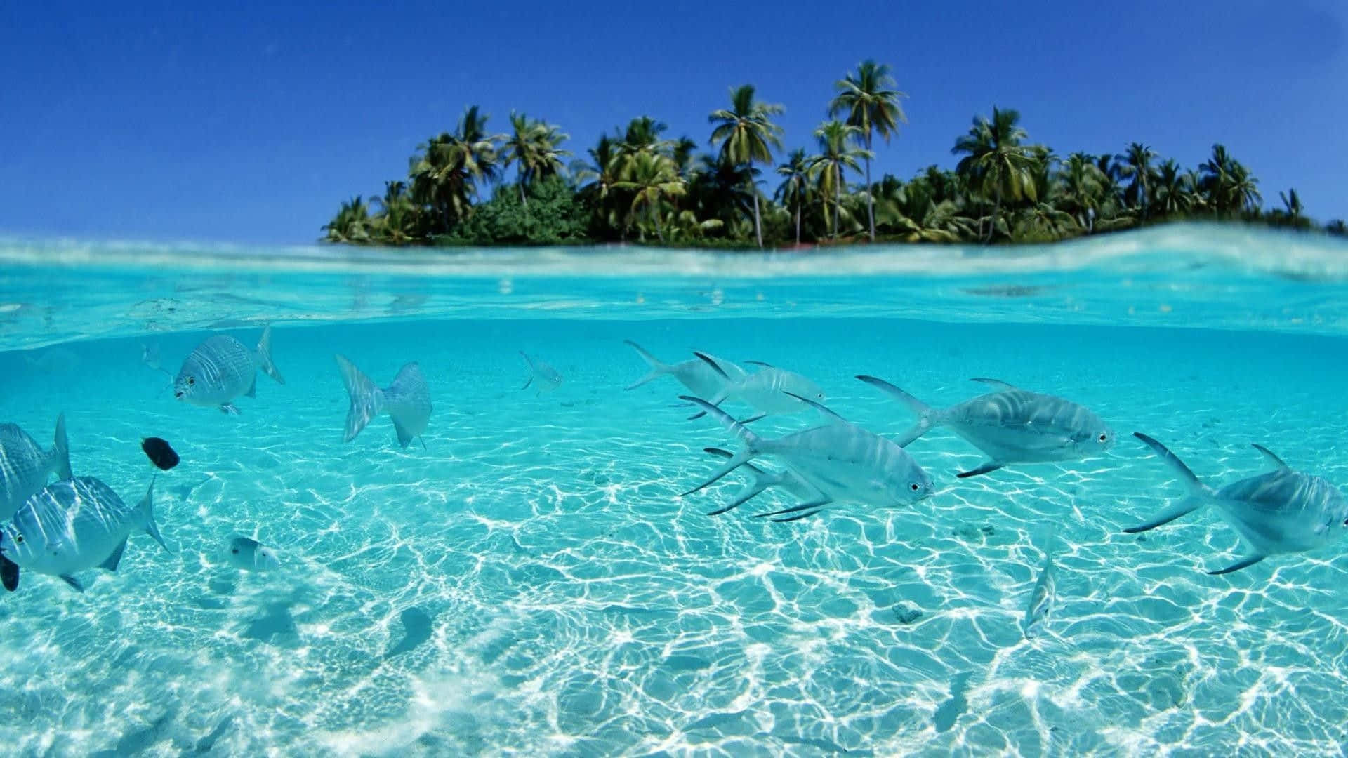 Fish Desktop 桌布 壁紙 — 分層視圖顯示銀色魚群在清澈碧綠的海水中游動，上方是棕櫚樹環繞的熱帶島嶼，背景是明亮的藍天。