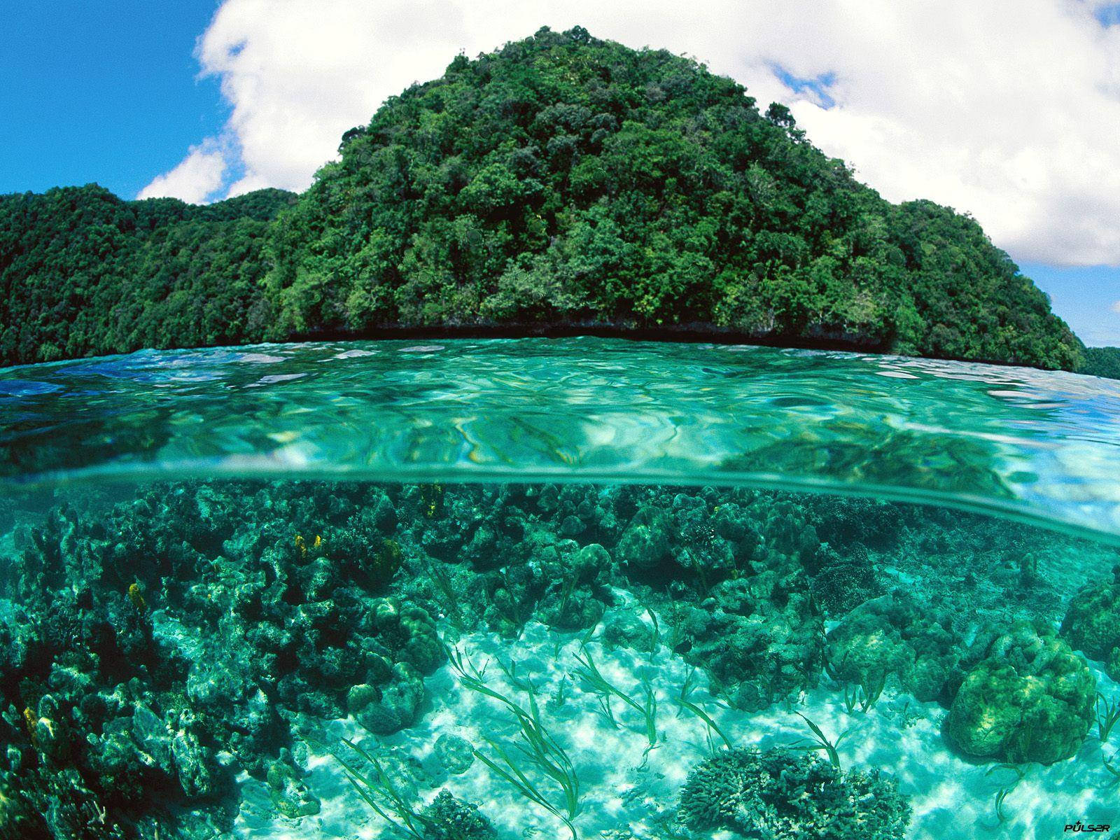 Palau 桌布 壁紙 — 分層視角：上方是鬱鬱蔥蔥的綠色島嶼，下方是生機勃勃的珊瑚礁，清澈碧藍的海水。