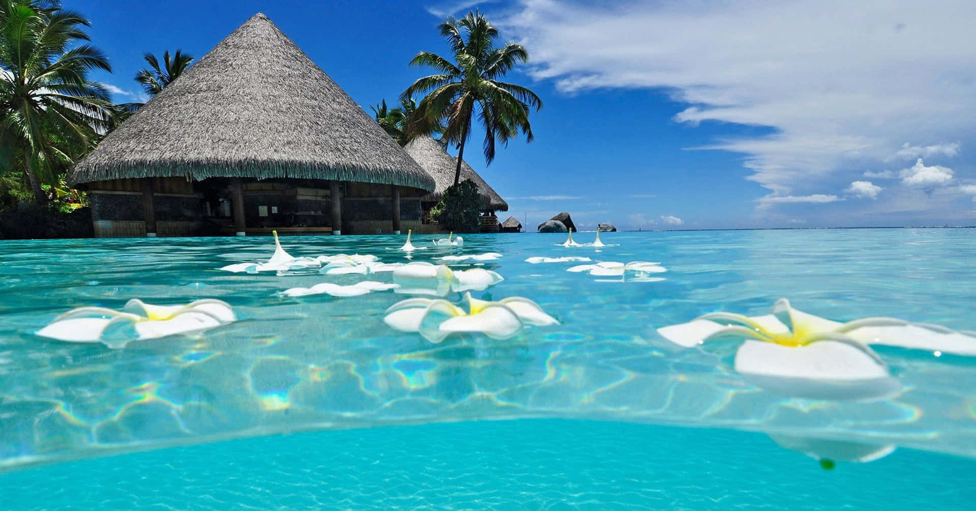 Swimming Pool 桌布 壁紙 — 分層視角，呈現碧綠海水、白色雞蛋花漂浮在茅草屋頂平房和棕櫚樹附近，天空湛藍明亮。