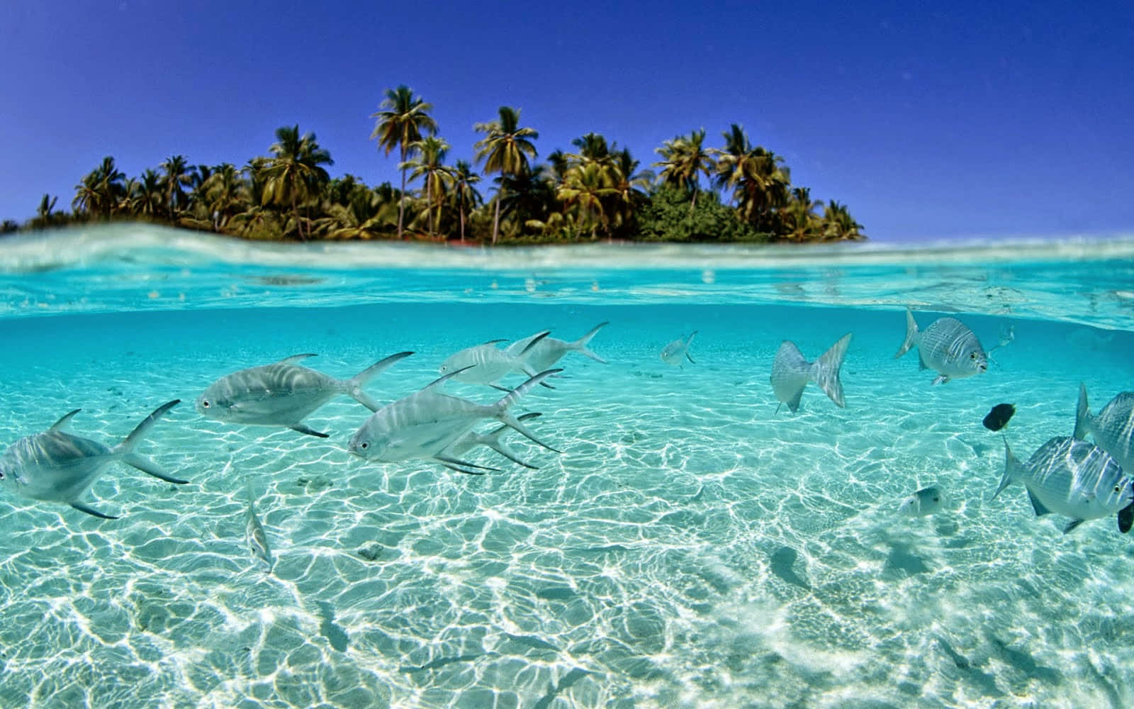 島嶼 桌布 壁紙 — 分層視角：銀色魚群在清澈碧綠的海水中游動，棕櫚樹環繞的熱帶島嶼，背景是深藍色的天空。