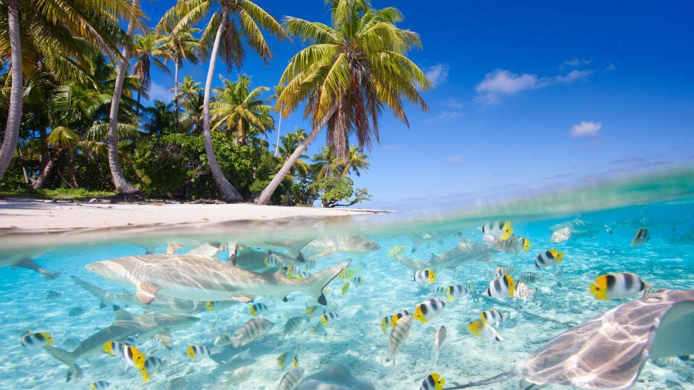 Fiji 桌布 壁紙 — 分層視角下的碧綠海洋，鯊魚和熱帶魚在白色沙灘附近游動，沙灘上棕櫚樹成行，上方是明亮的藍天。