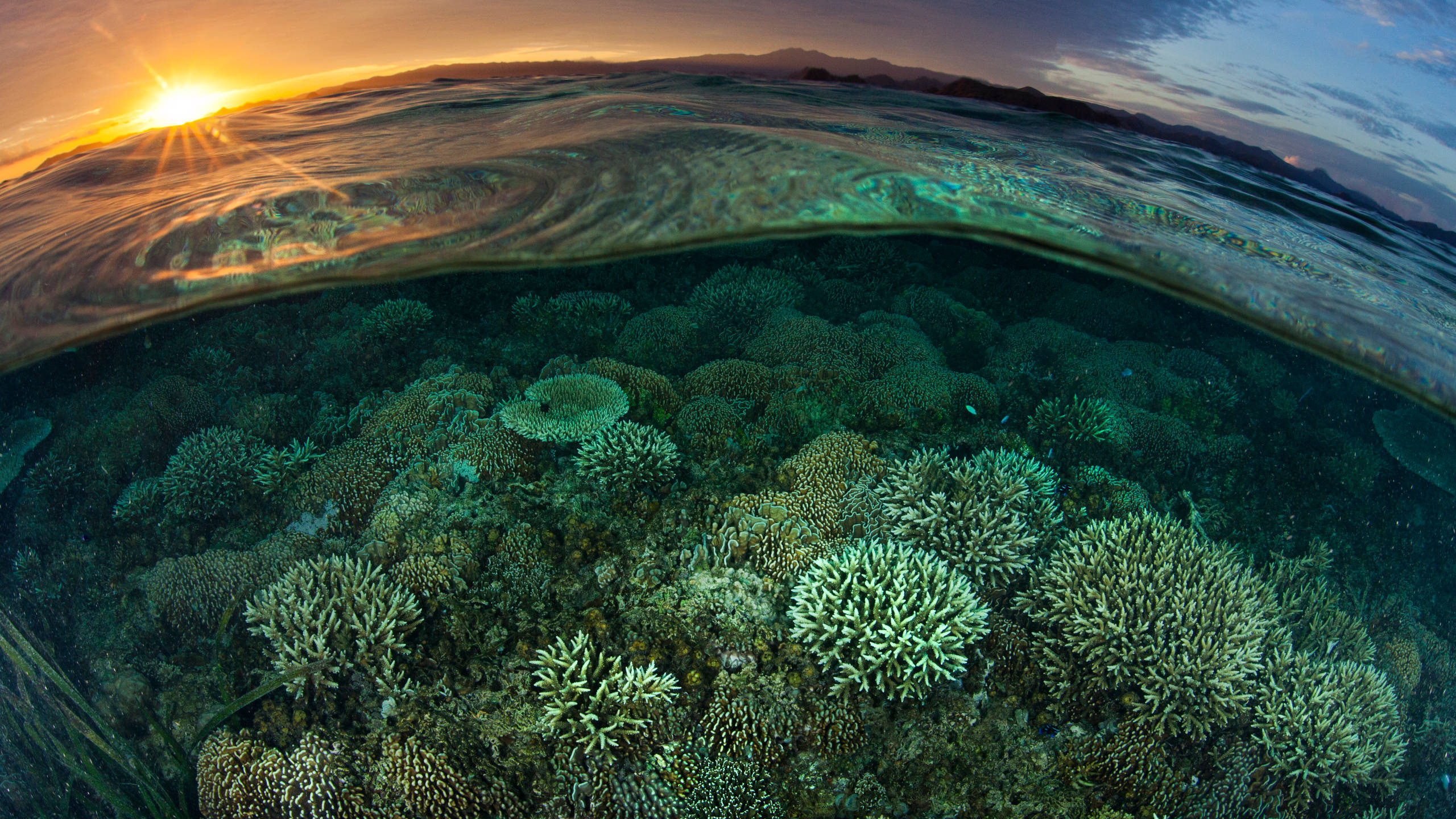 Coral Reef 桌布 壁紙 — 分層視角捕捉了海面下充滿活力的珊瑚礁和海面上金色的日出。