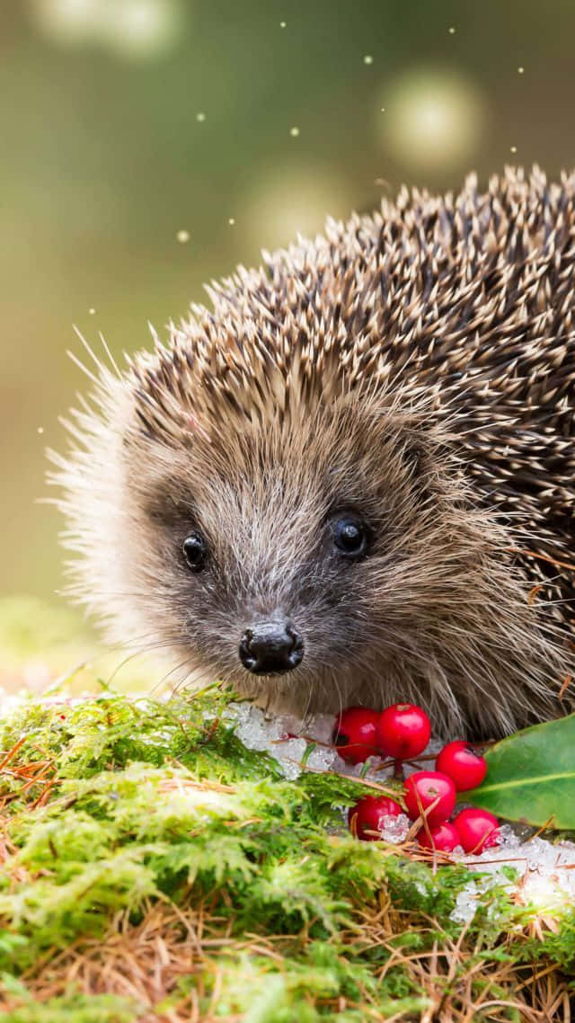 Cute Hedgehog 桌布 壁紙 — 刺蝟的近距離特寫，尖銳的刺和深色眼睛，從長滿苔蘚的地面旁鮮紅色的漿果中探出頭來。