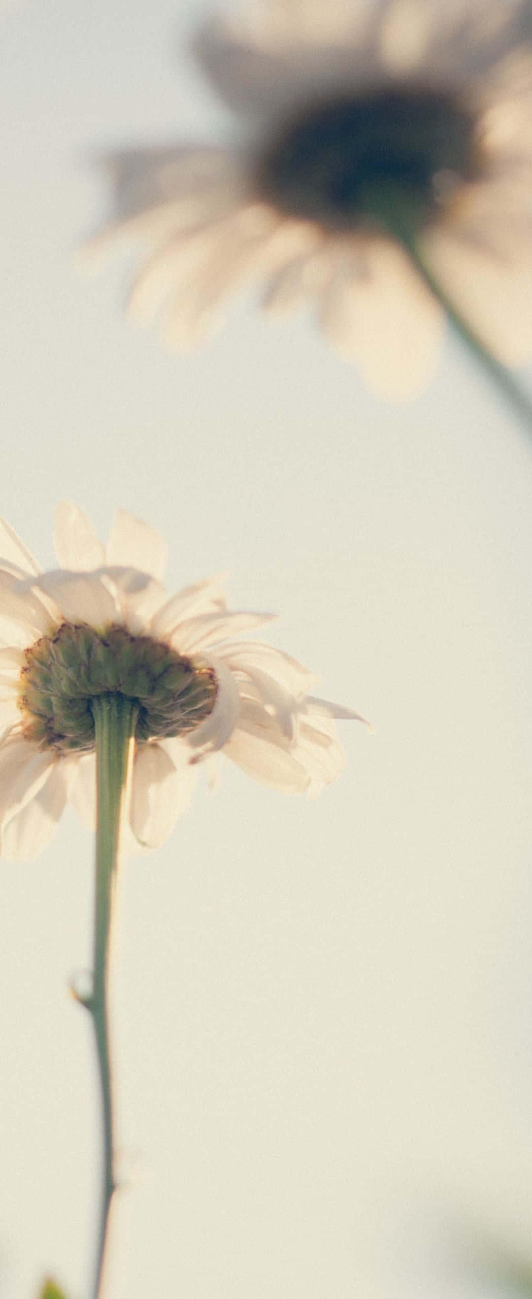 1080x2636 桌布 壁紙 — 前景中柔焦的雛菊，背後另一朵模糊，襯著淡色天空
